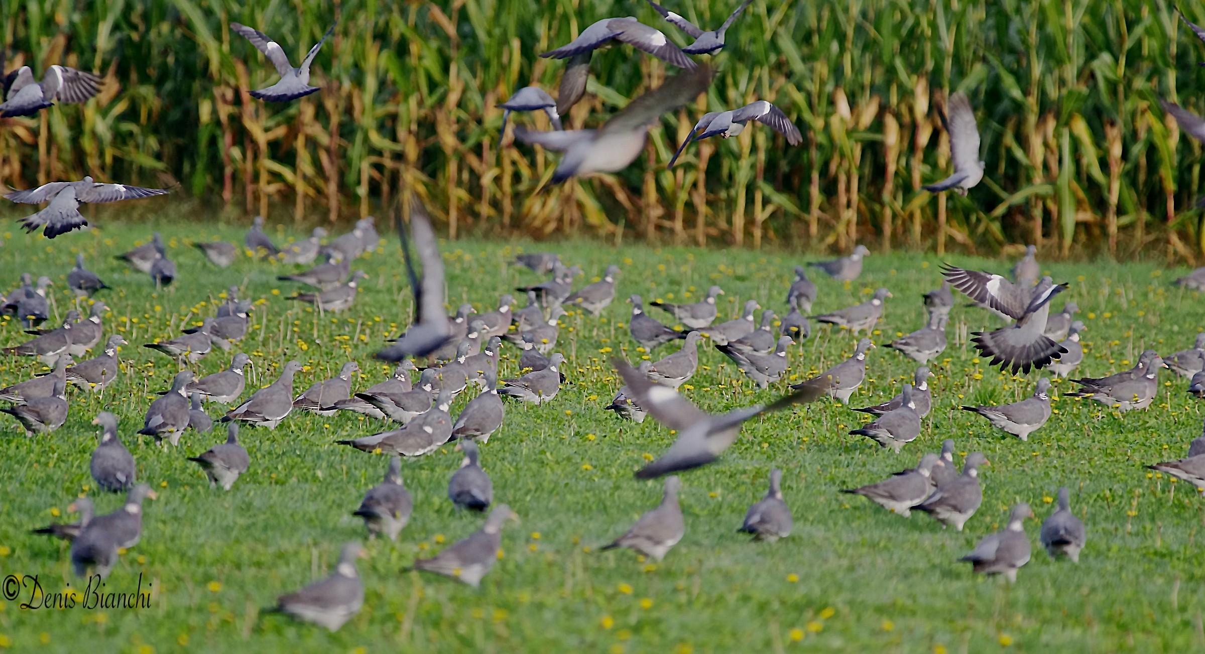 Pigeons in the meadows...