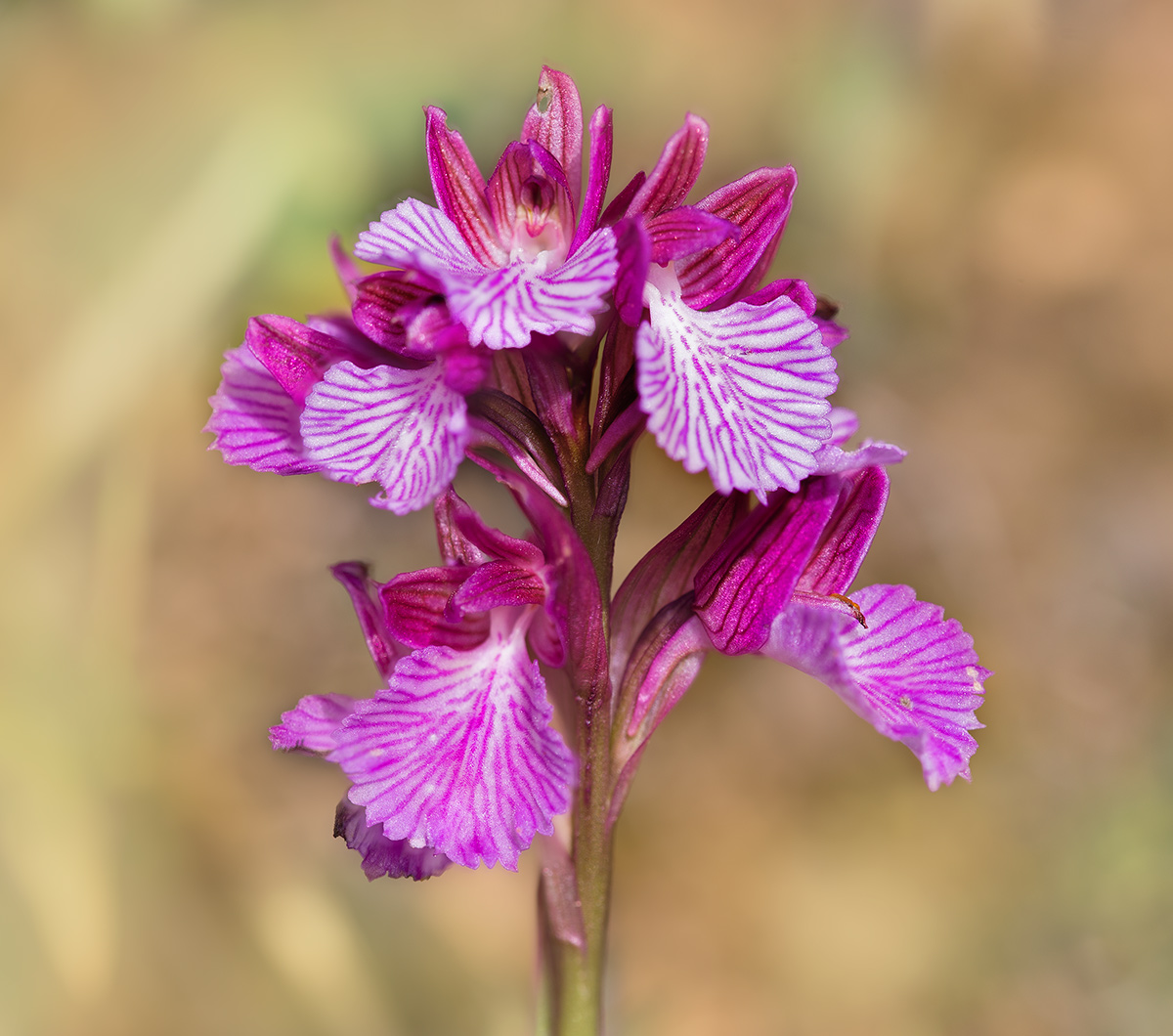 Orchis Papilionacea Stack 15 frames with Helicon Focus...