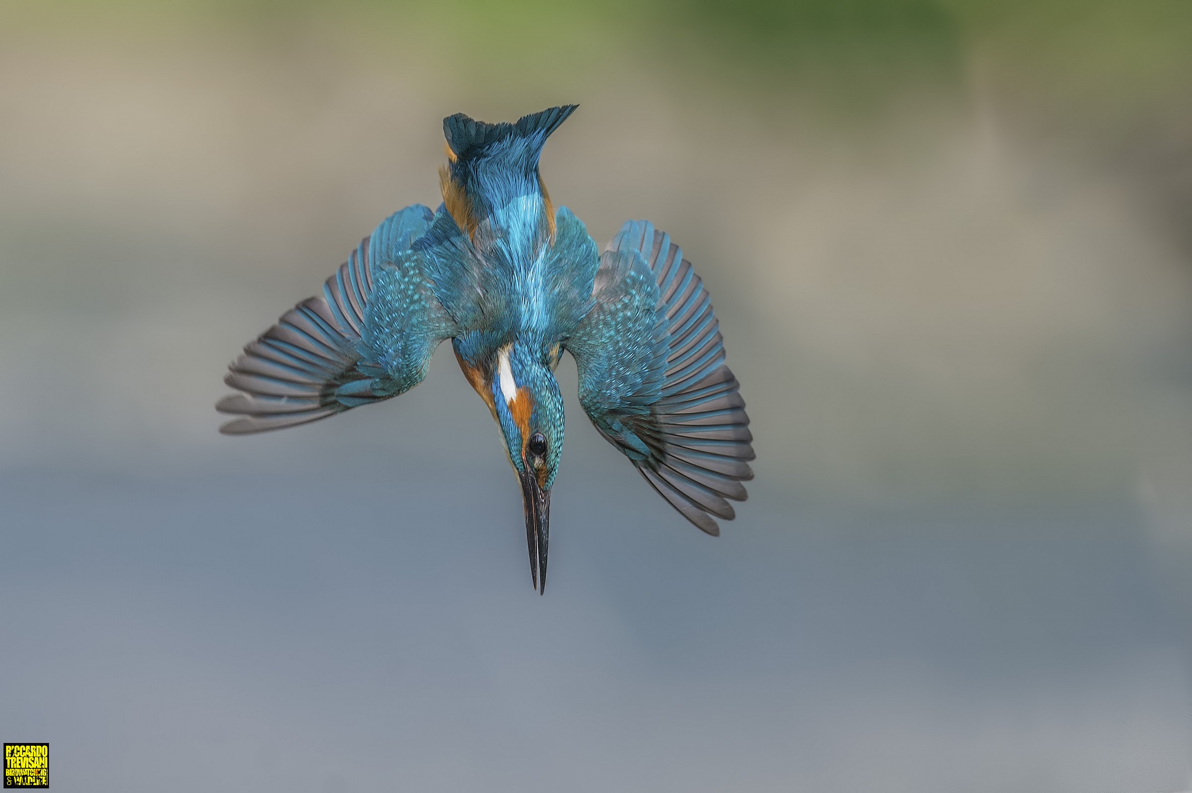 kingfisher evolutions (2)...
