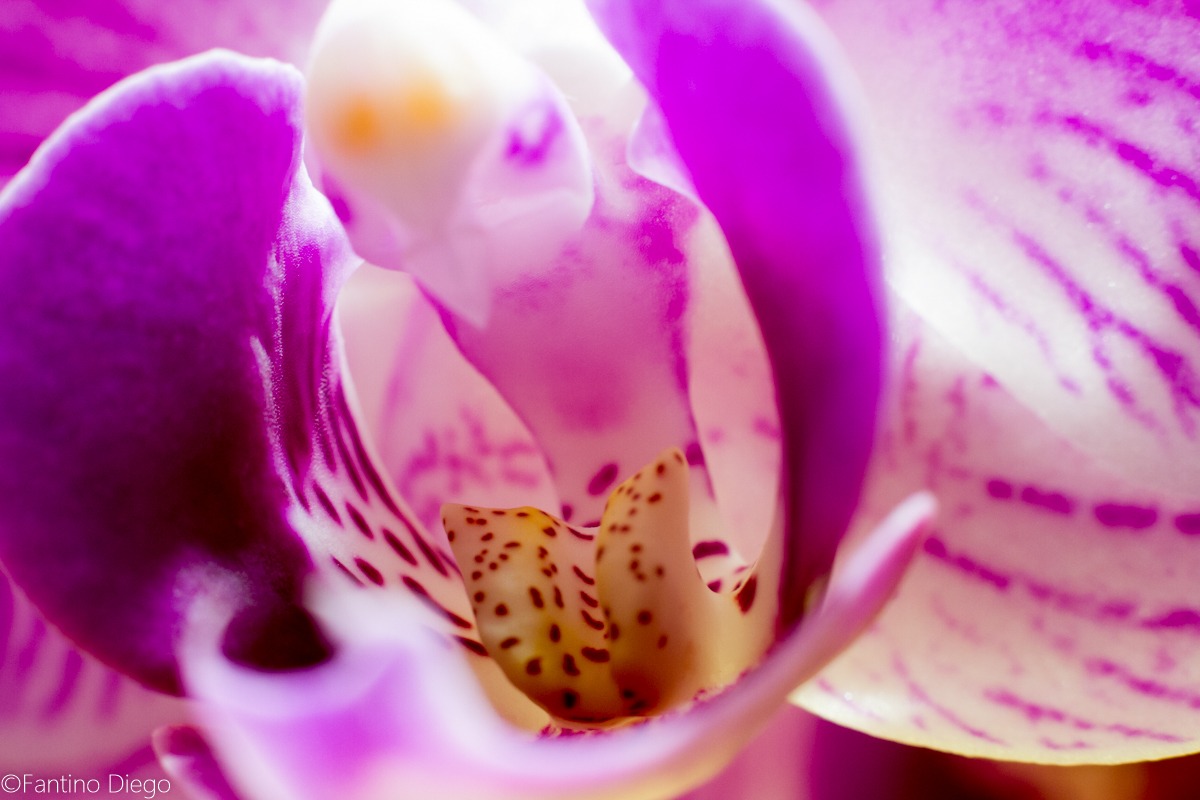 orchid 1...