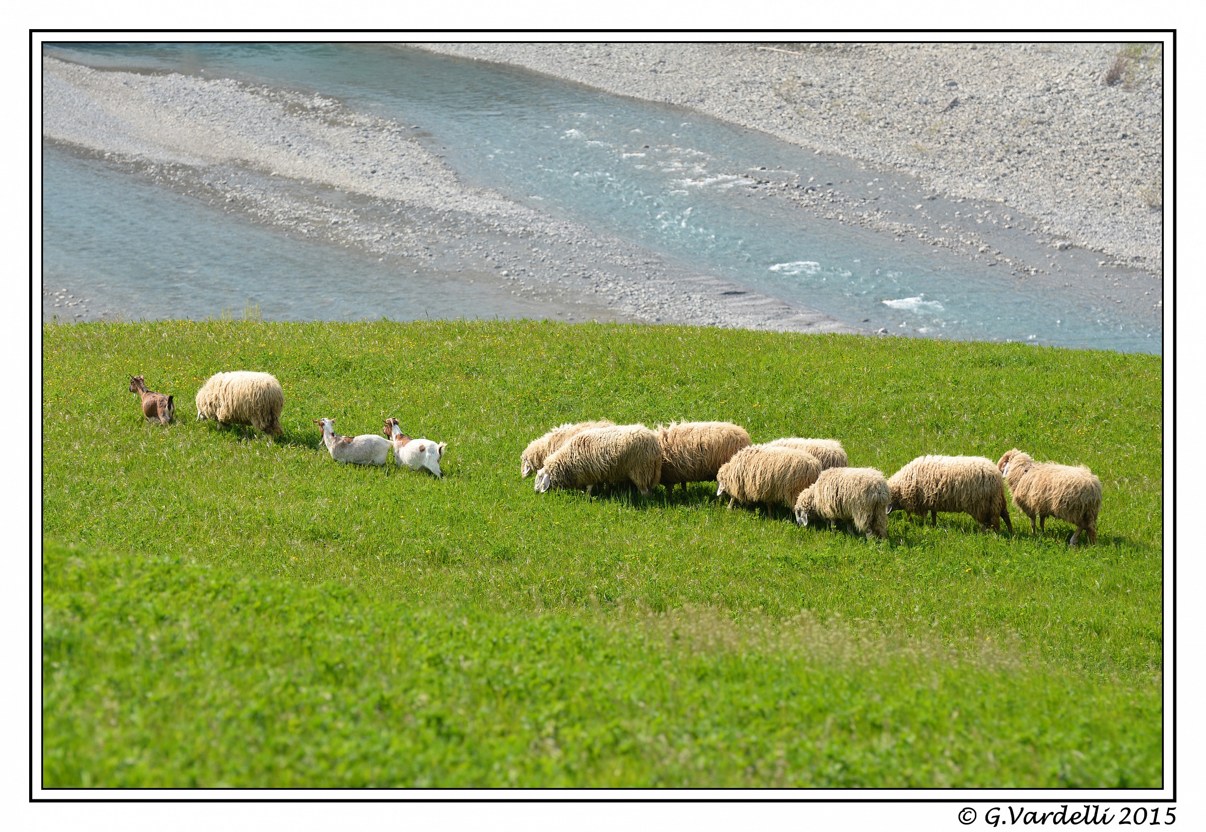 Sheep grazing in Trebbia...