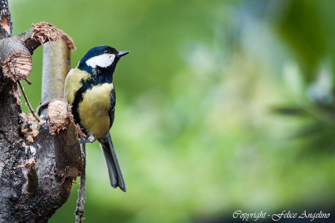 Great Tit...