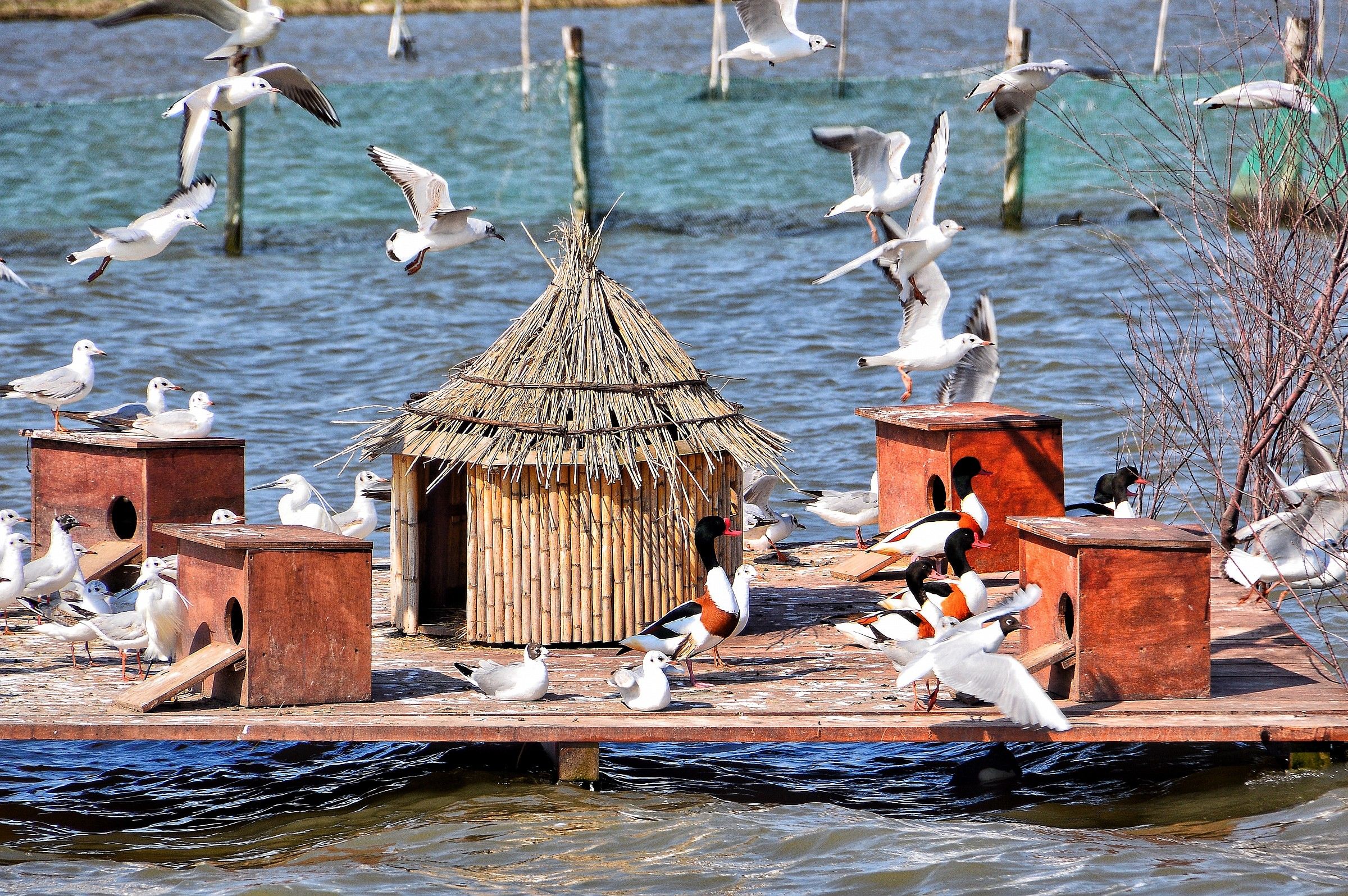 Gulls and Ducks...