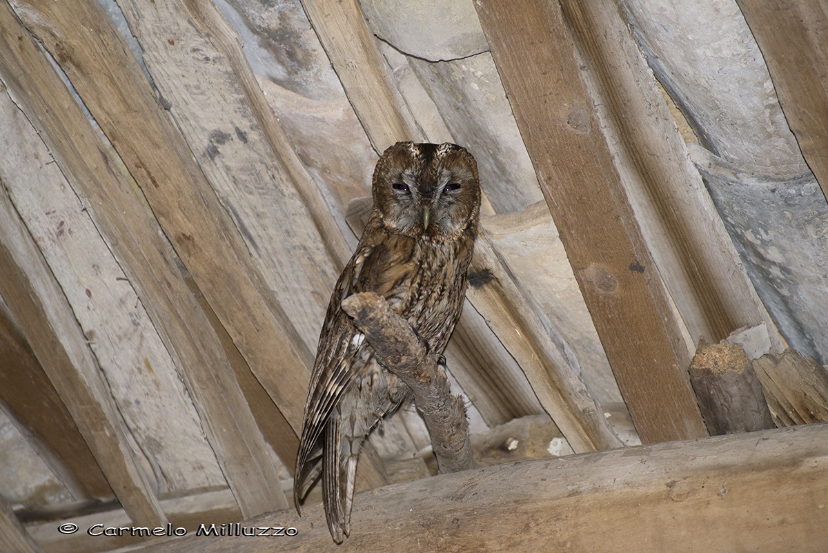 Visita a casa dell'Allocco _Strix aluco_...