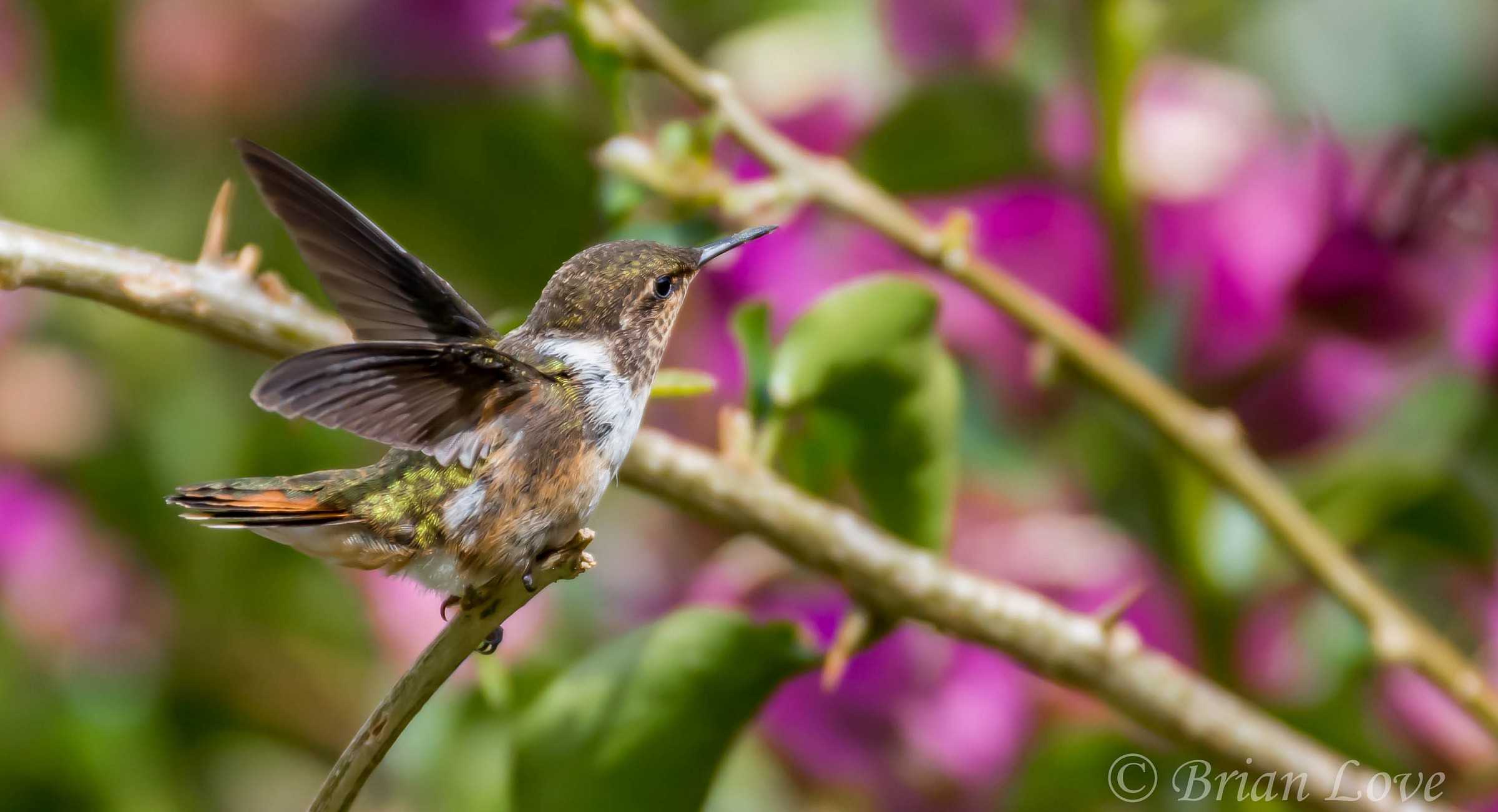 Scintillant Hummingbird - Female...