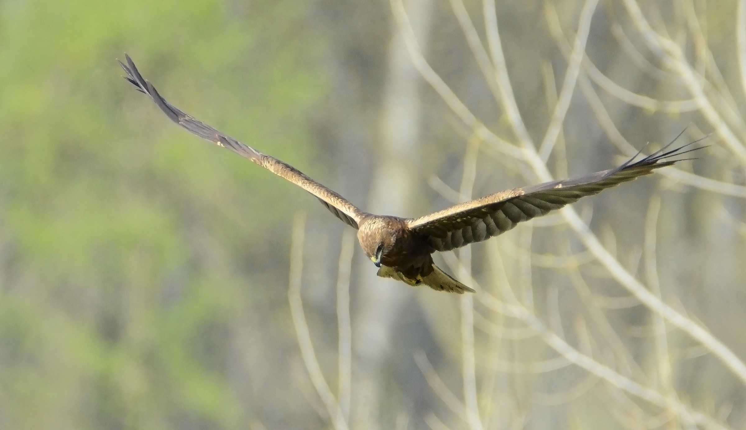 Marsh harriers...