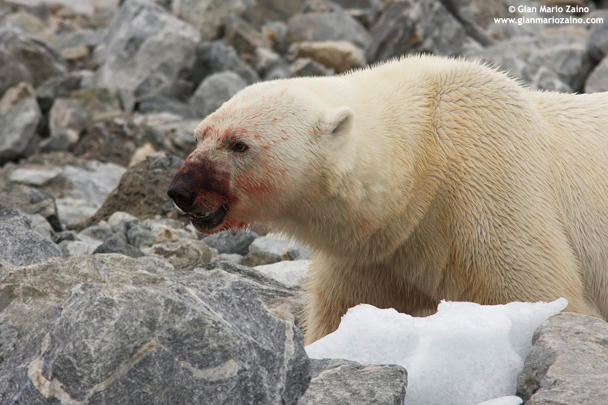 Ursus maritimus / Orso polare...