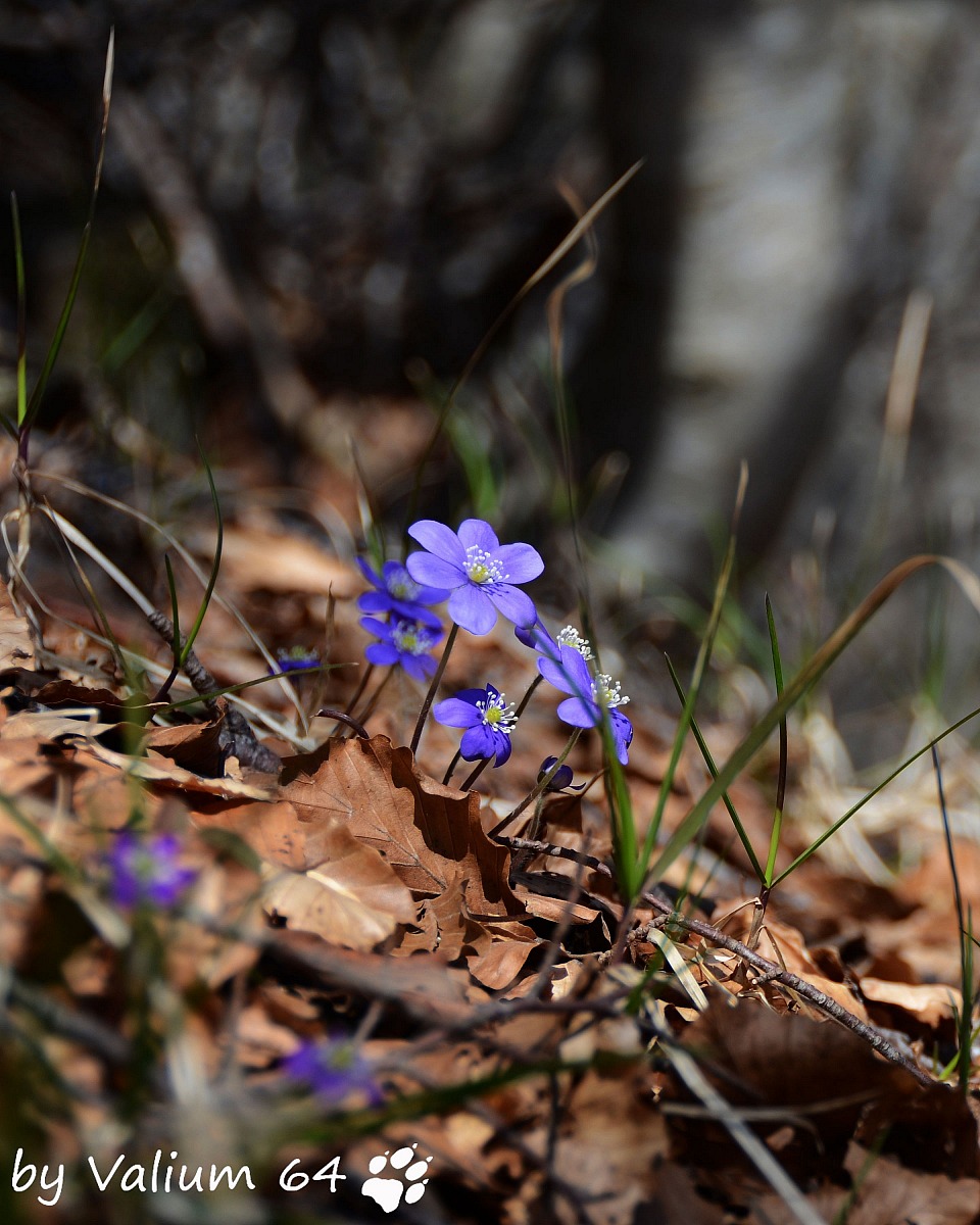 Anemone hepatica...