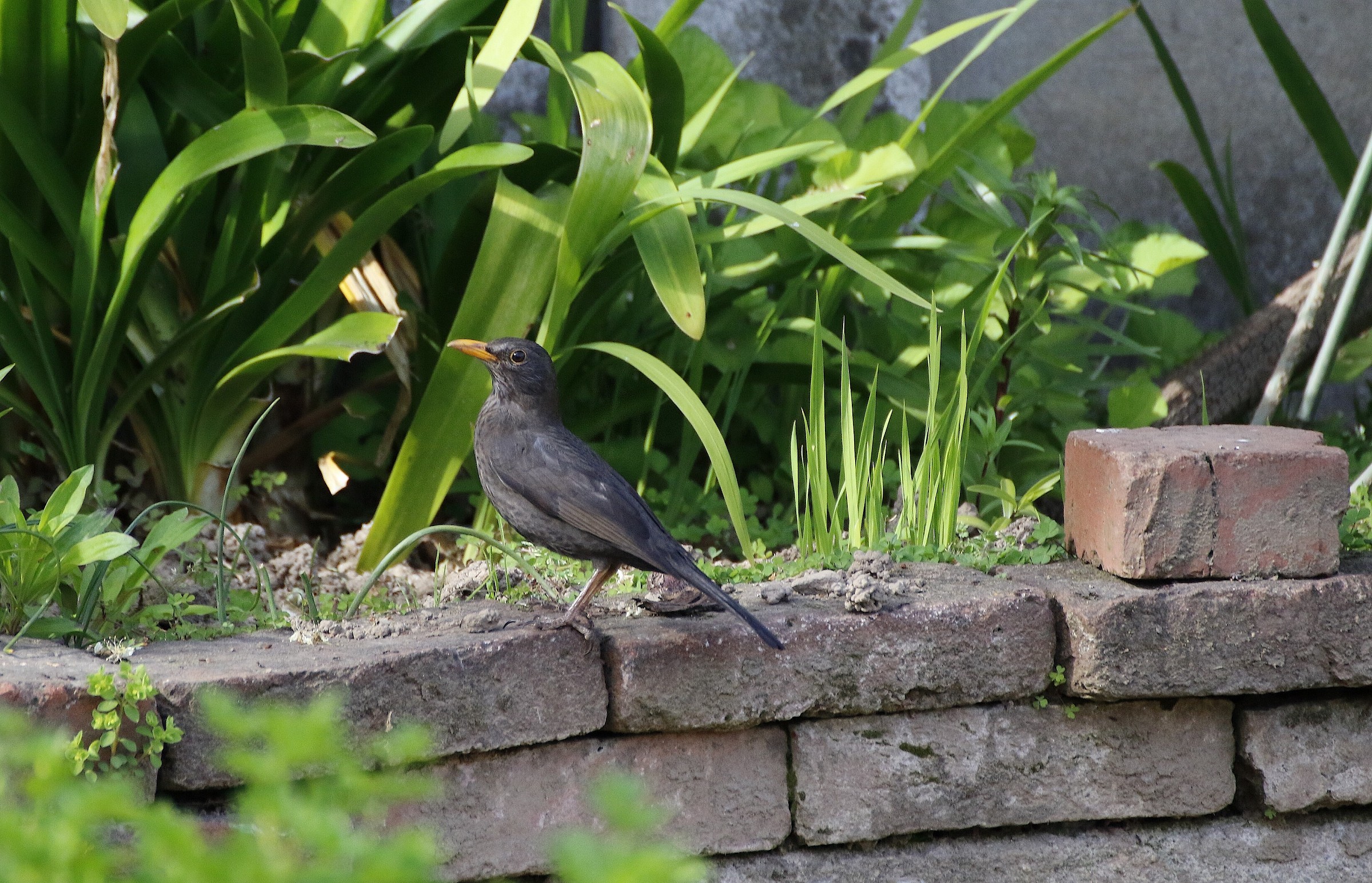 In the garden ... the blackbird...