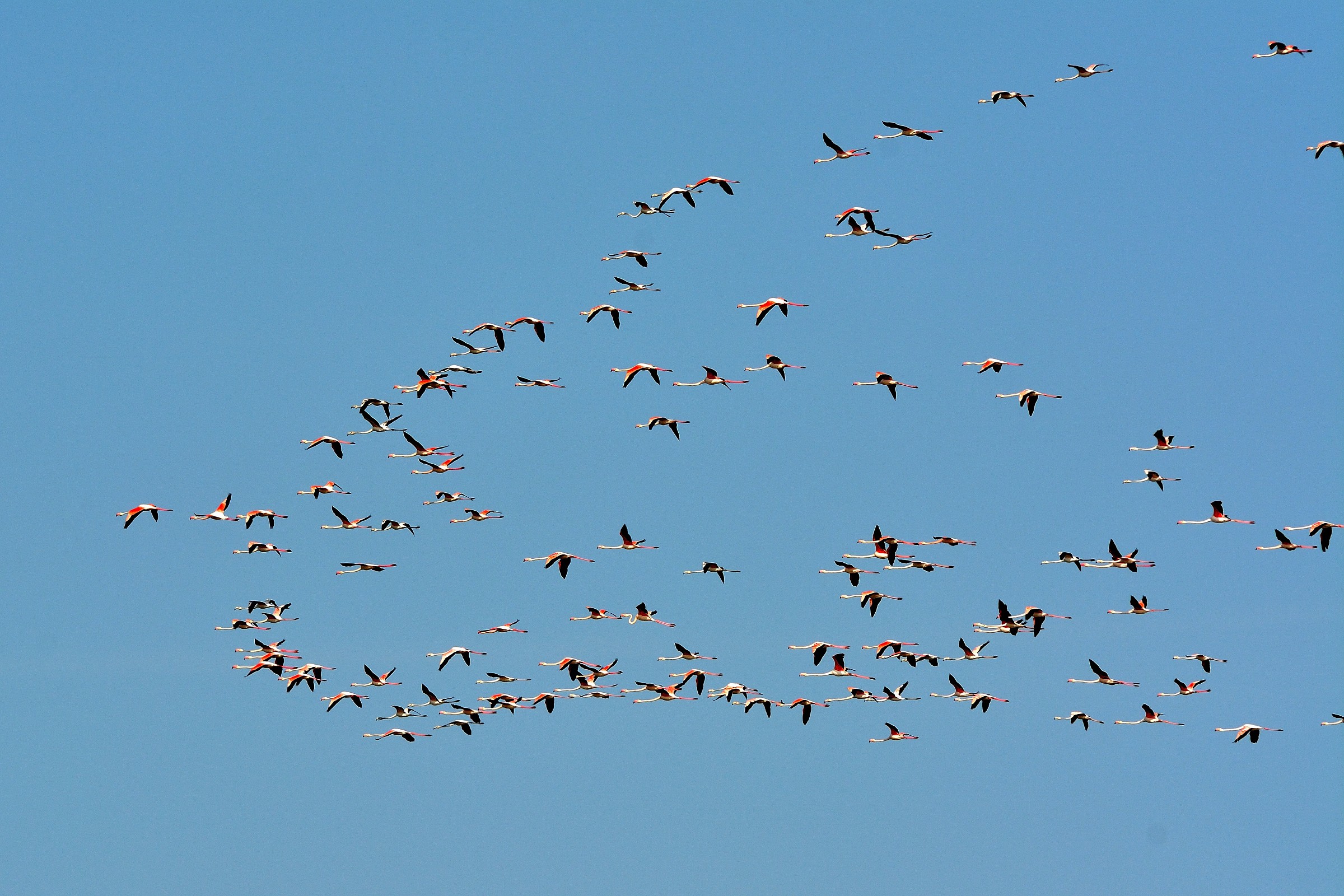 Flock of flamingos in Jesolo ...!...