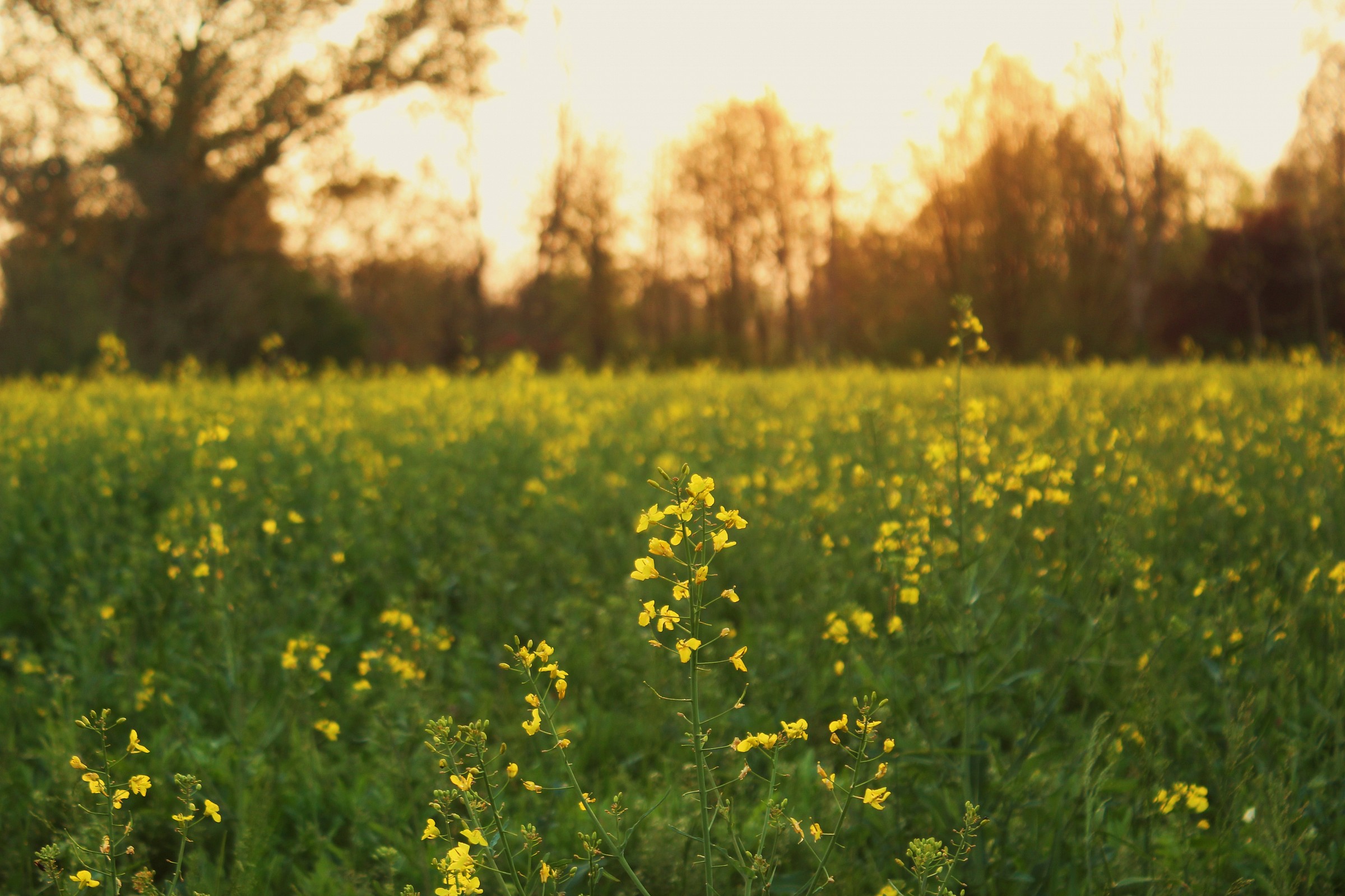 field of yellow flowers...