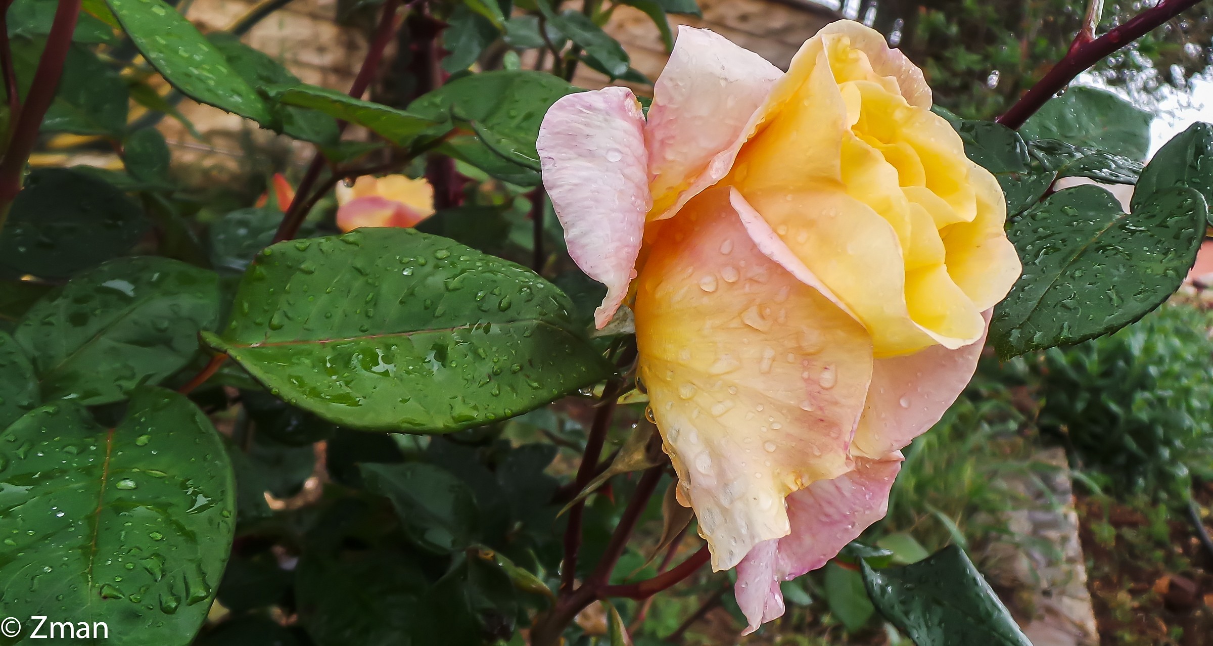 Wonderful rose...