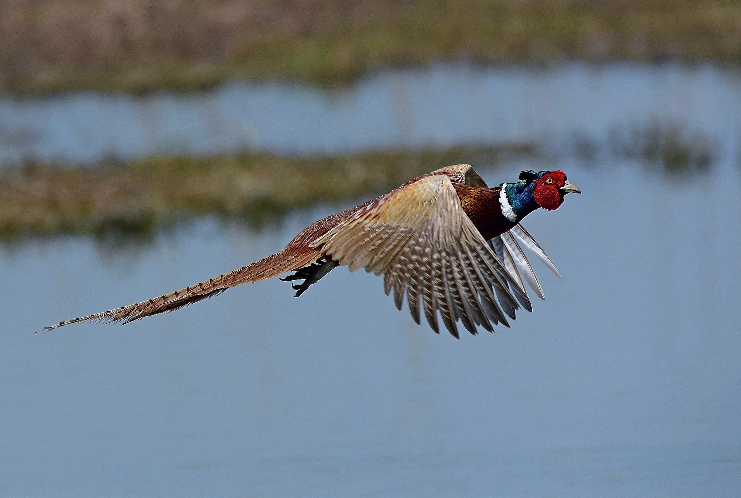 Finally pheasant in flight!...