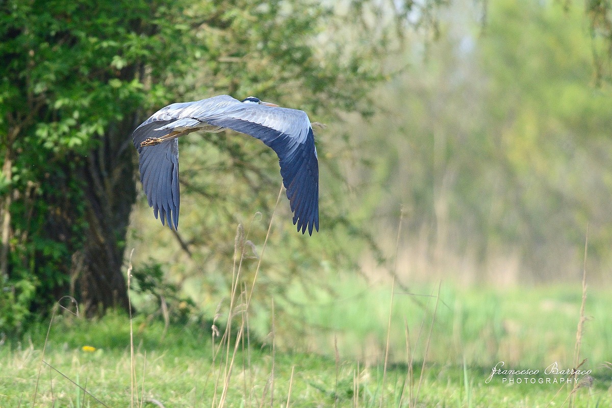 Grey Heron in flight...