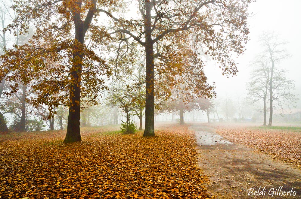 Un giorno di nebbia...