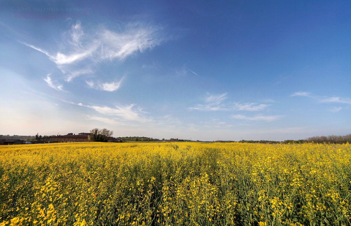 Afternoon in the fields...