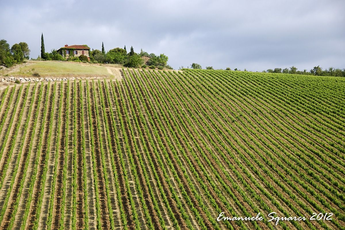 Chianti...