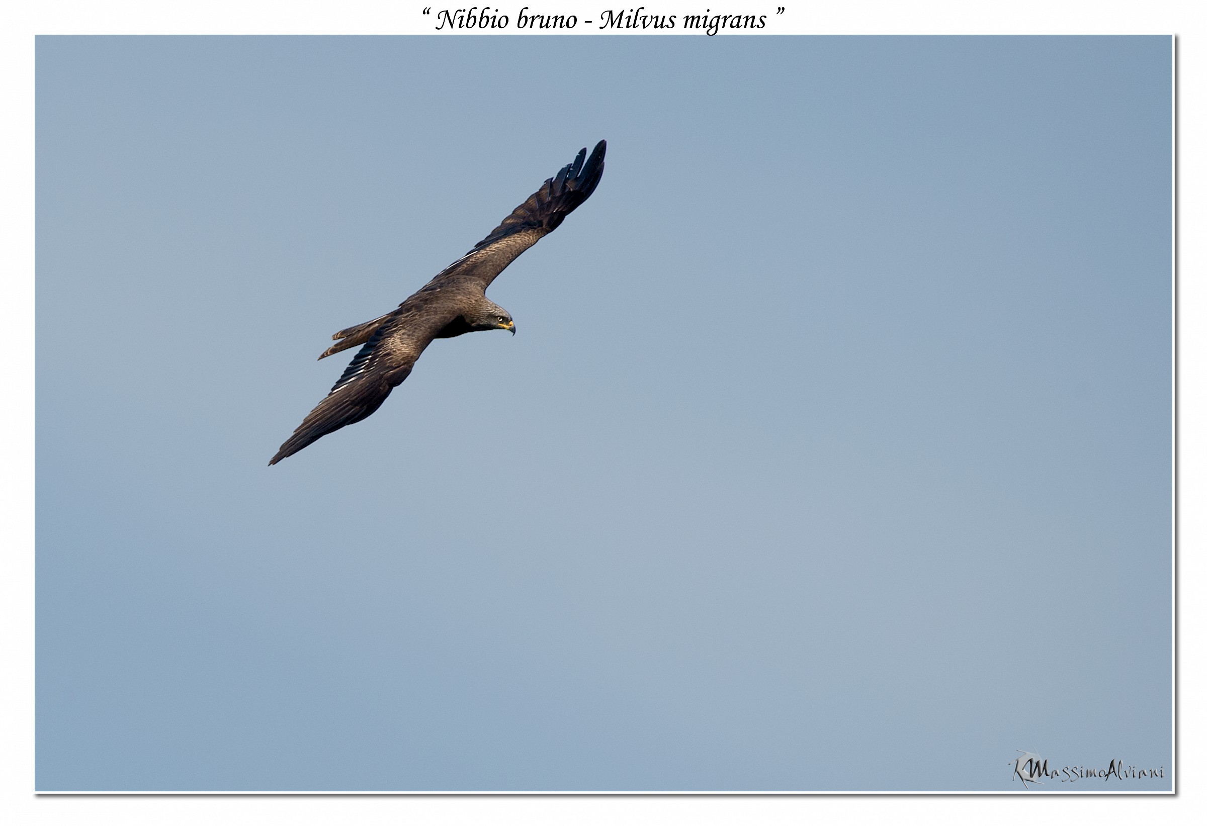 Nibbio bruno - Milvus migrans...
