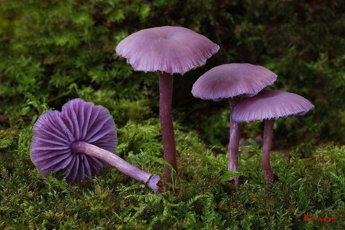 Amethyst Deceiver - Laccaria amethystina...