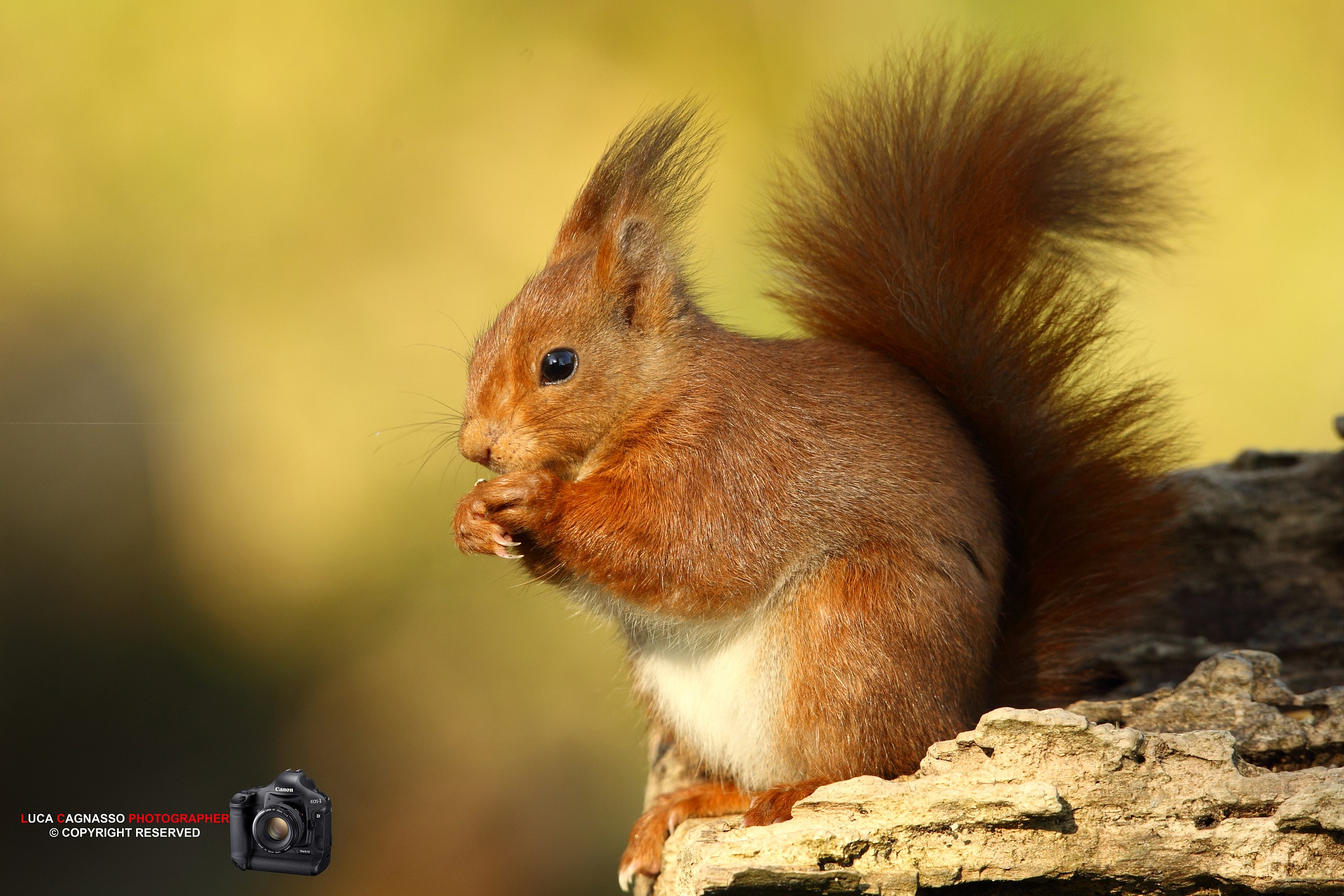 Red Squirrel 1...