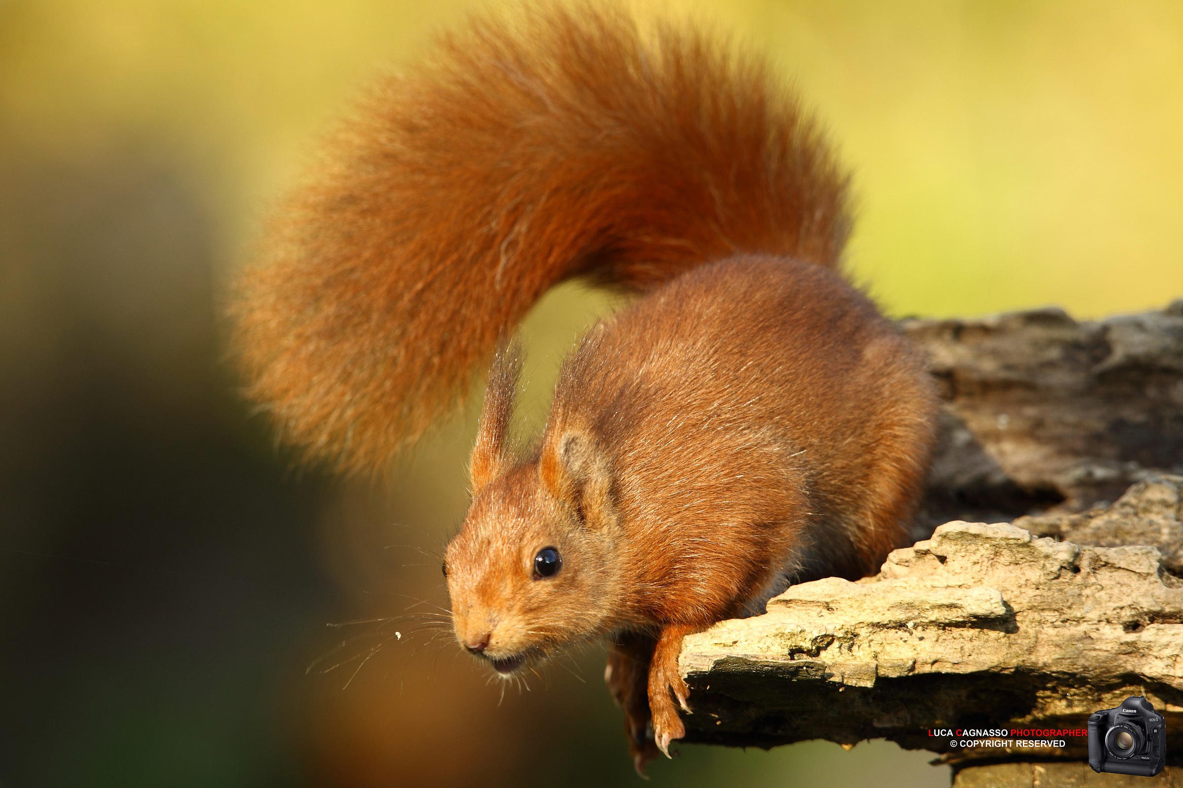 Red Squirrel 3...