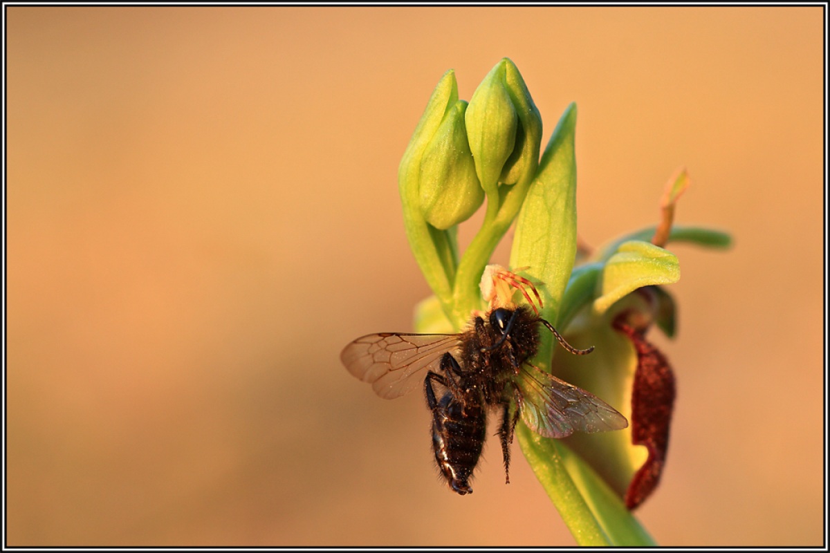 life and death at dawn...