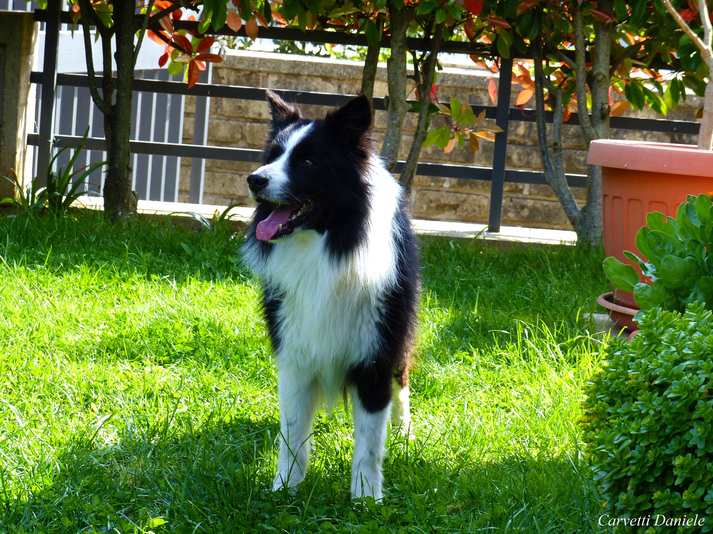 Argo ..Border collie...