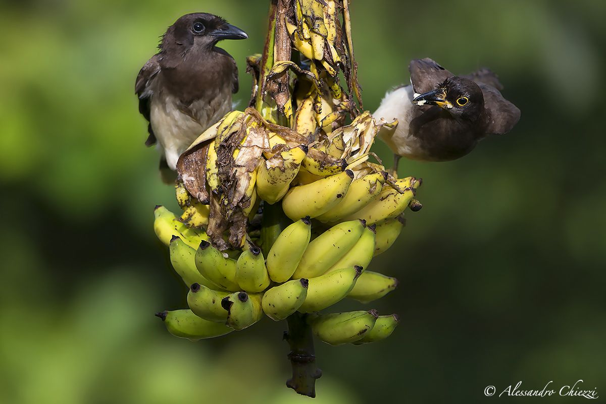 A helmet, two jays...