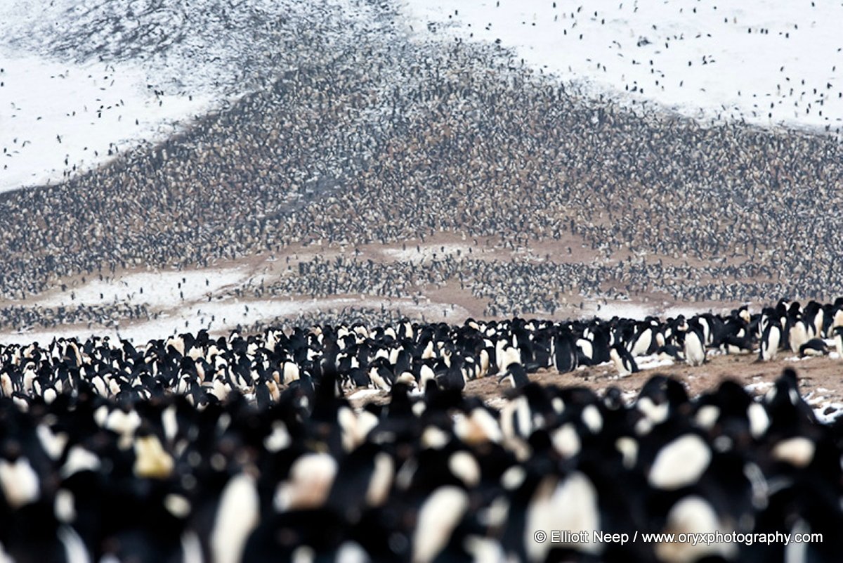 Adelie Penguin colonia Elliott Neep...