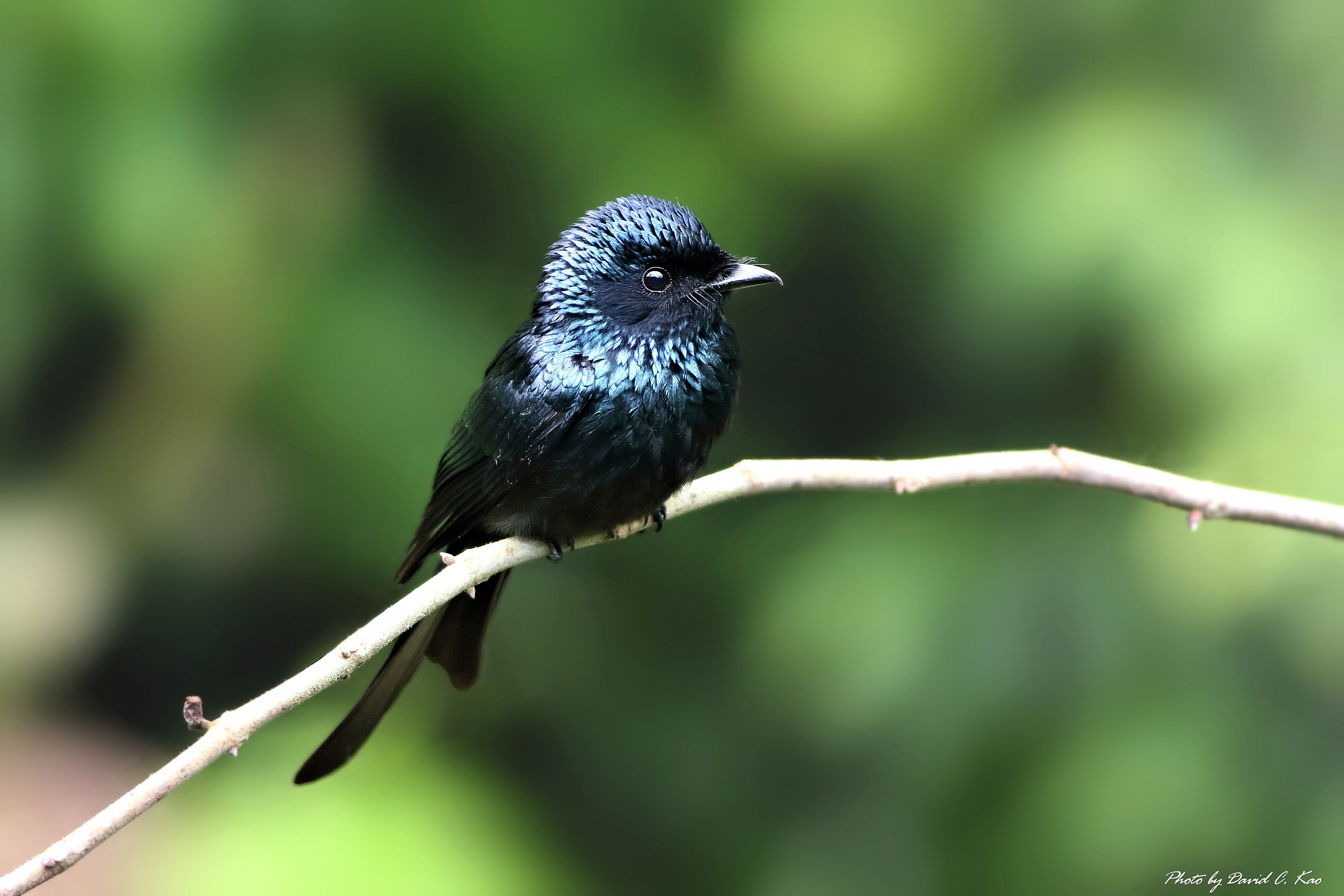 Bronzed Drongo...