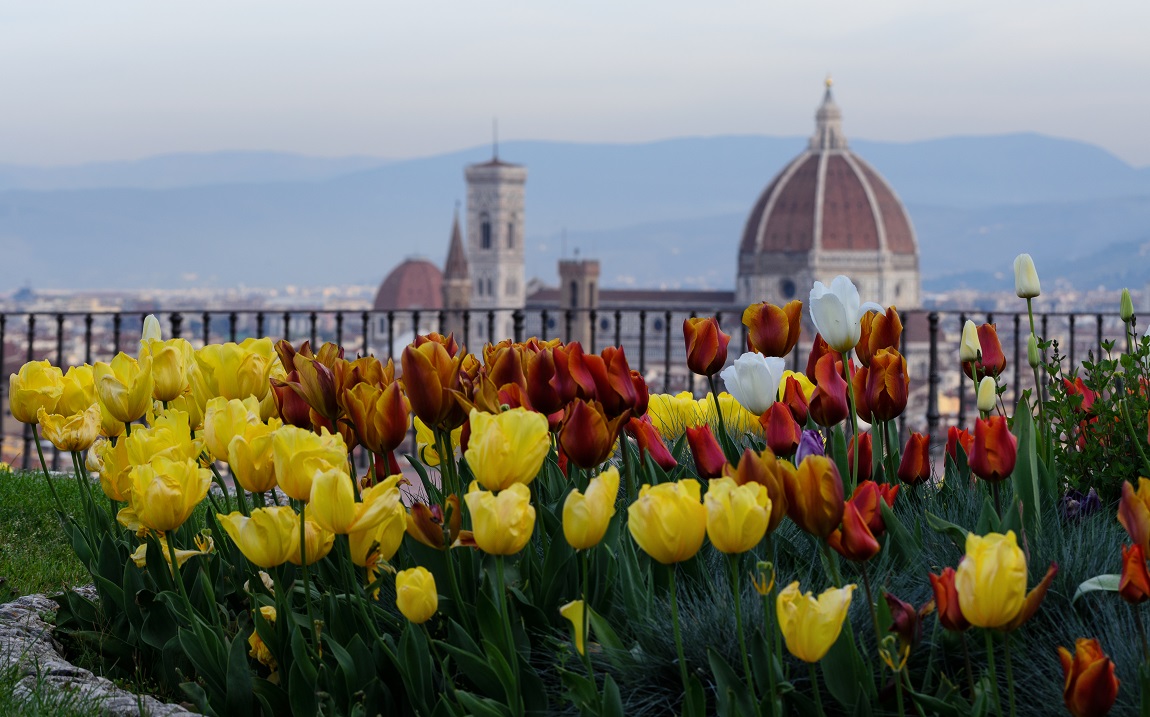 Tulips from Piazzale Michelangelo...