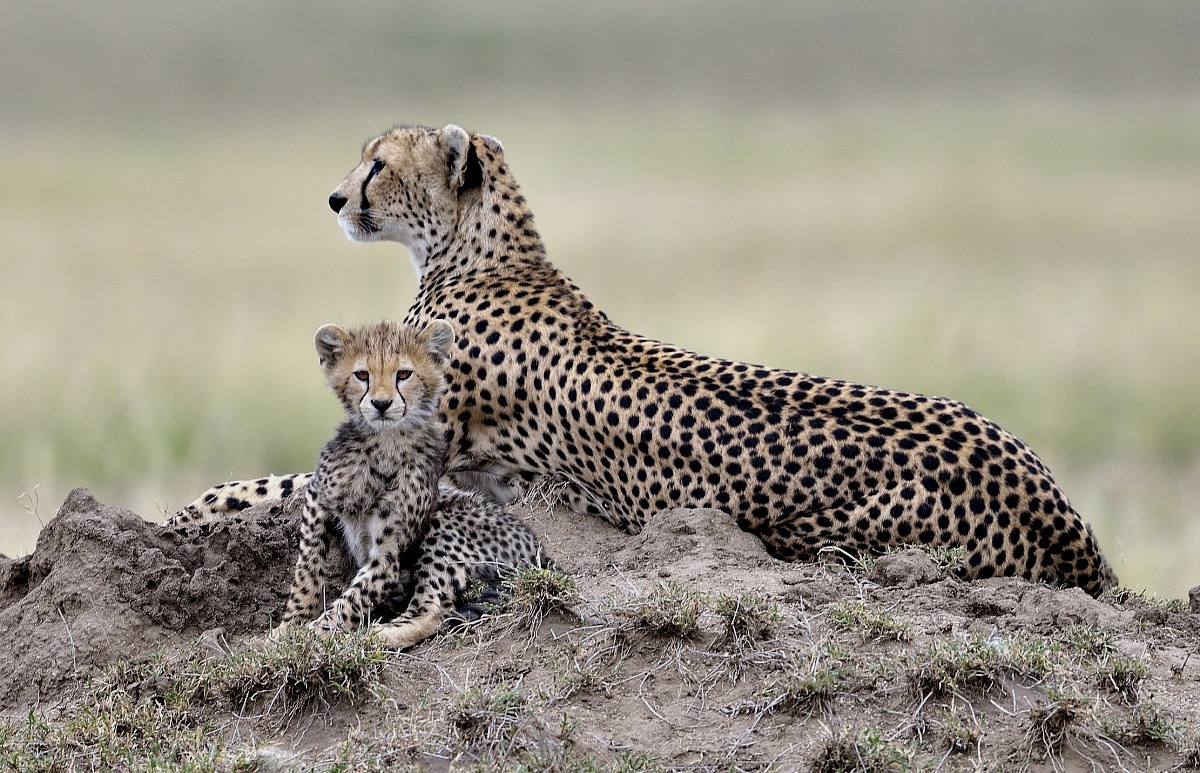 Tanzania 2015 - Cheetahs...