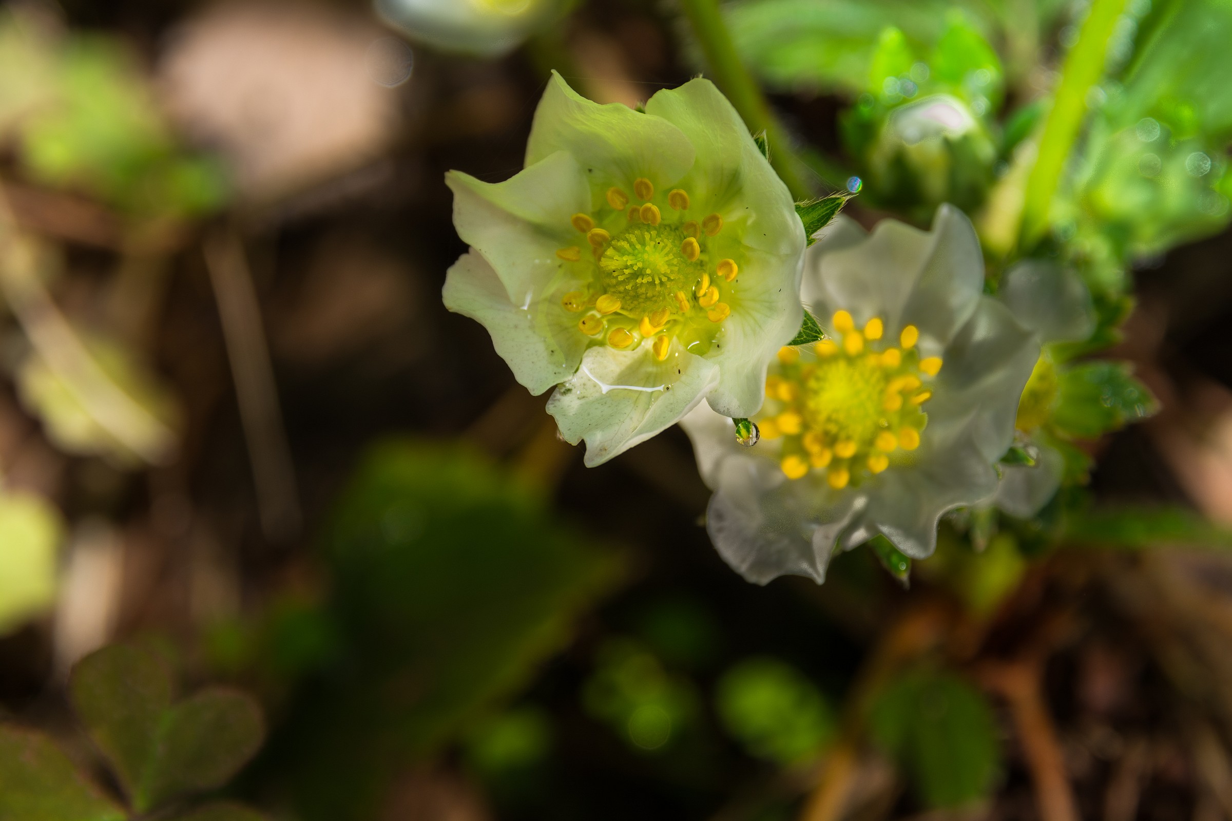 Strawberry flower...