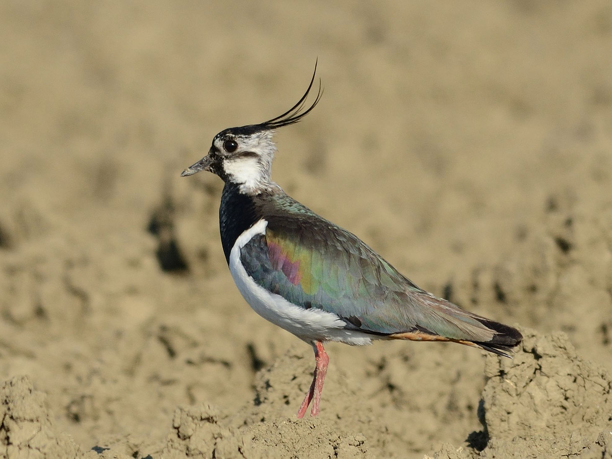 Lapwing...