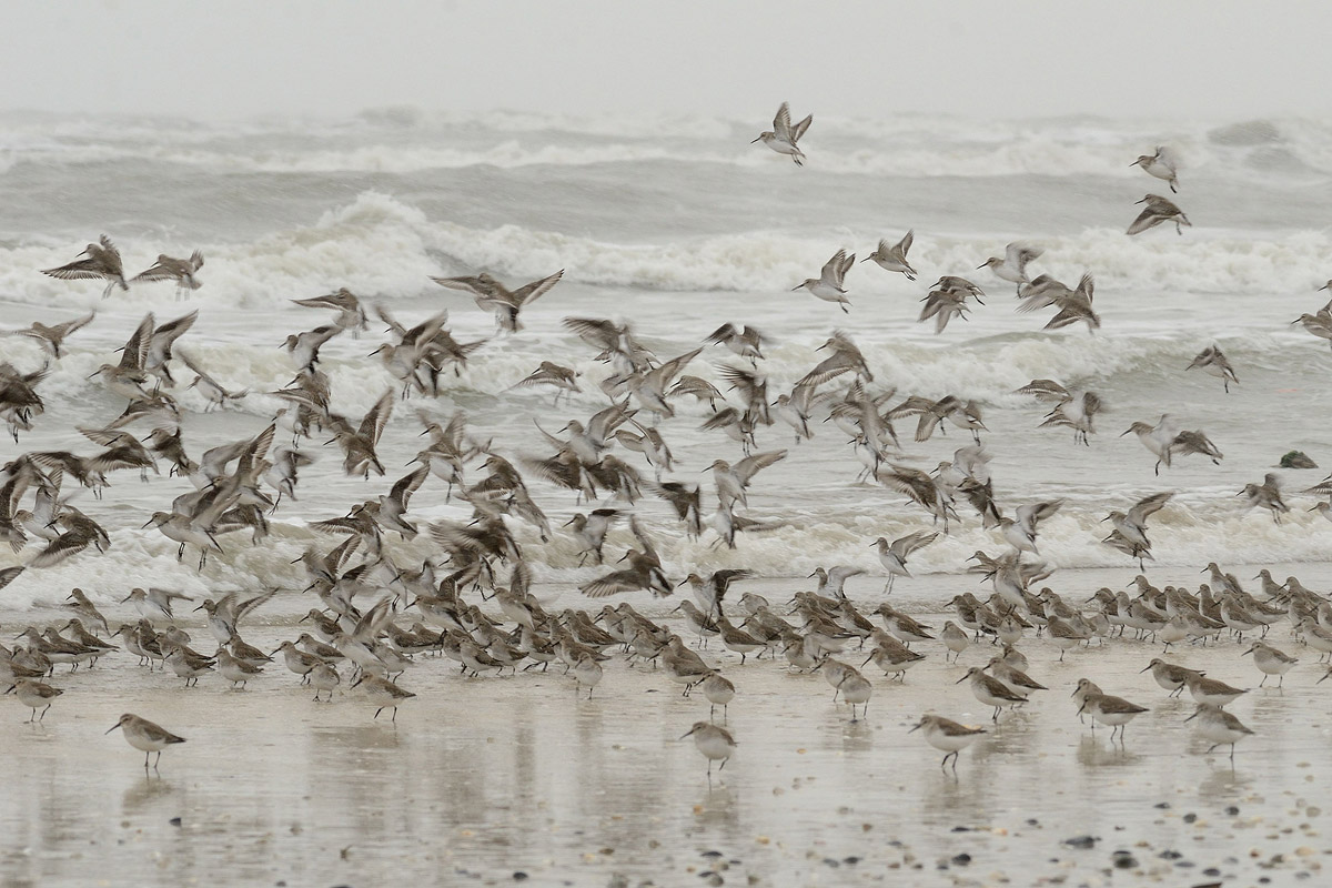 Sandpipers on the beach...