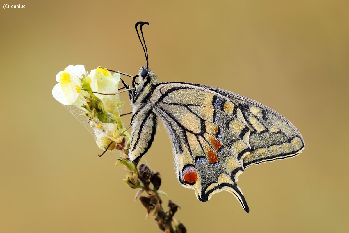 Papilio machaon...