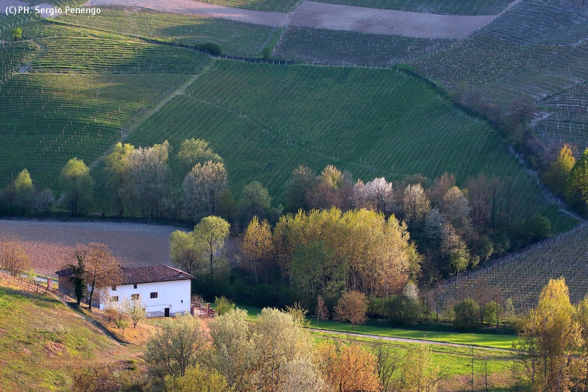Landscape of Monferrato...