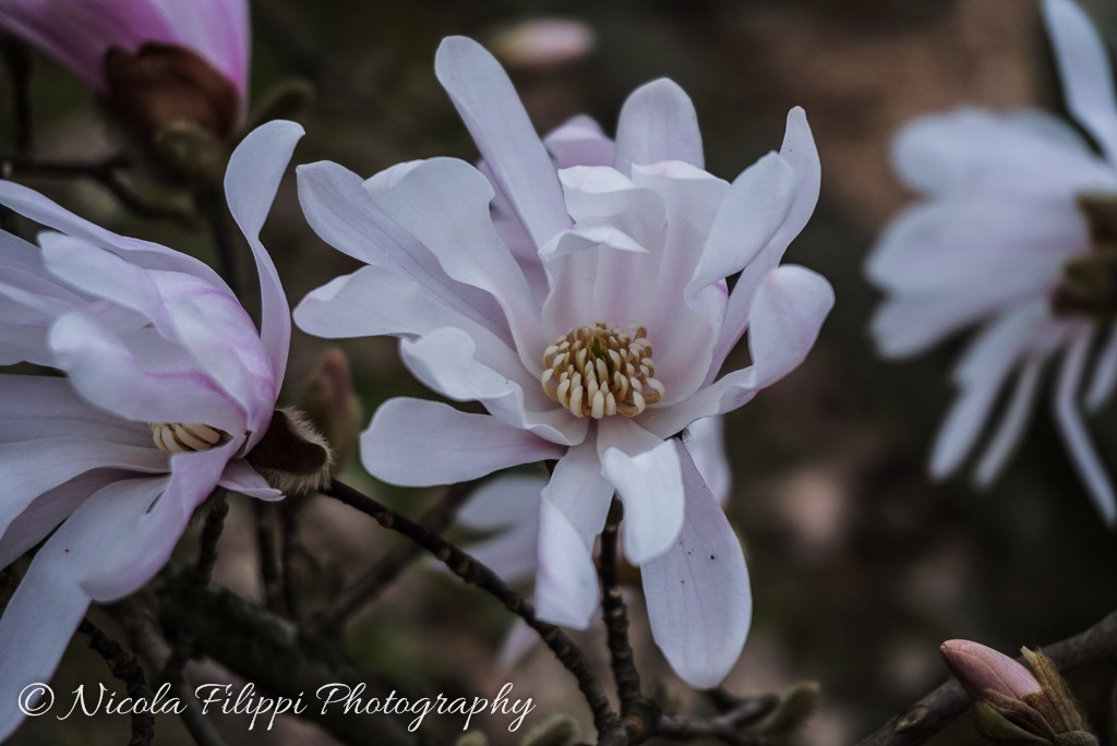 Magnolia stellata 2...