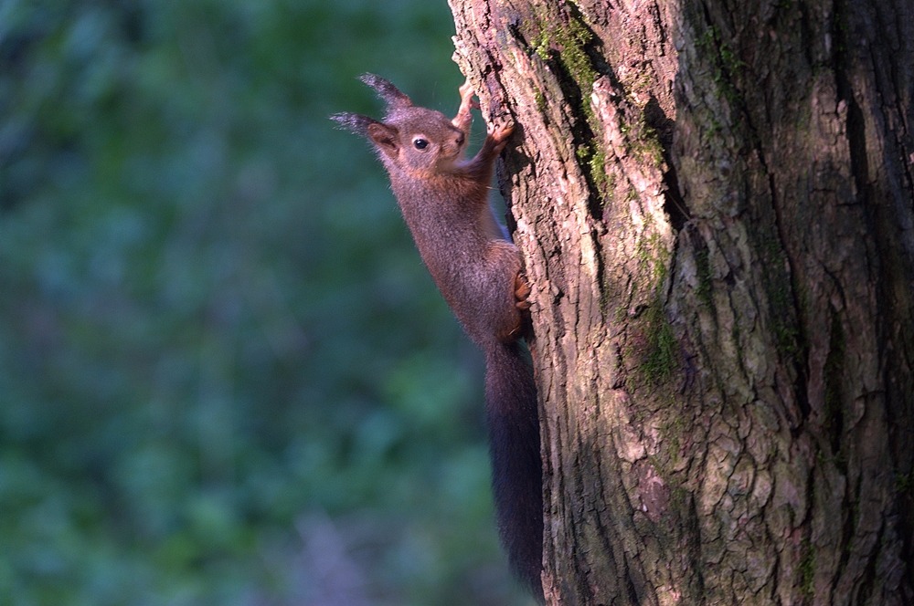 squirrel...