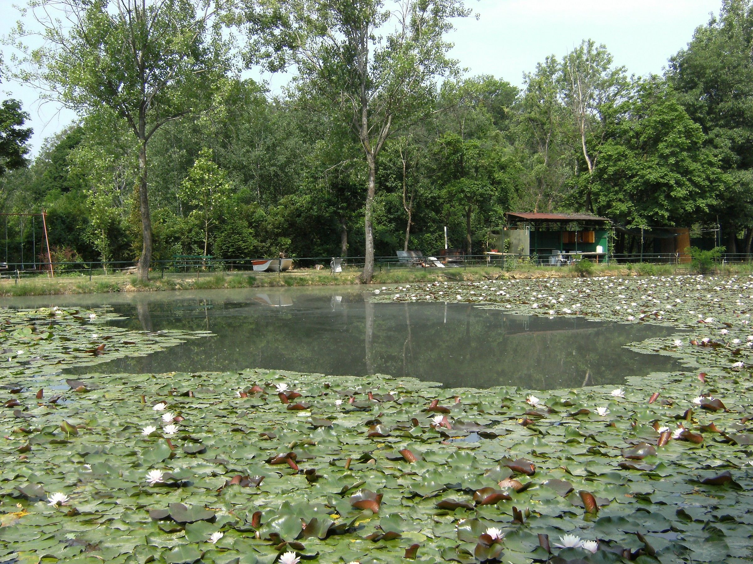 Parco Delle Groane (mi): laghetto con fioritura....