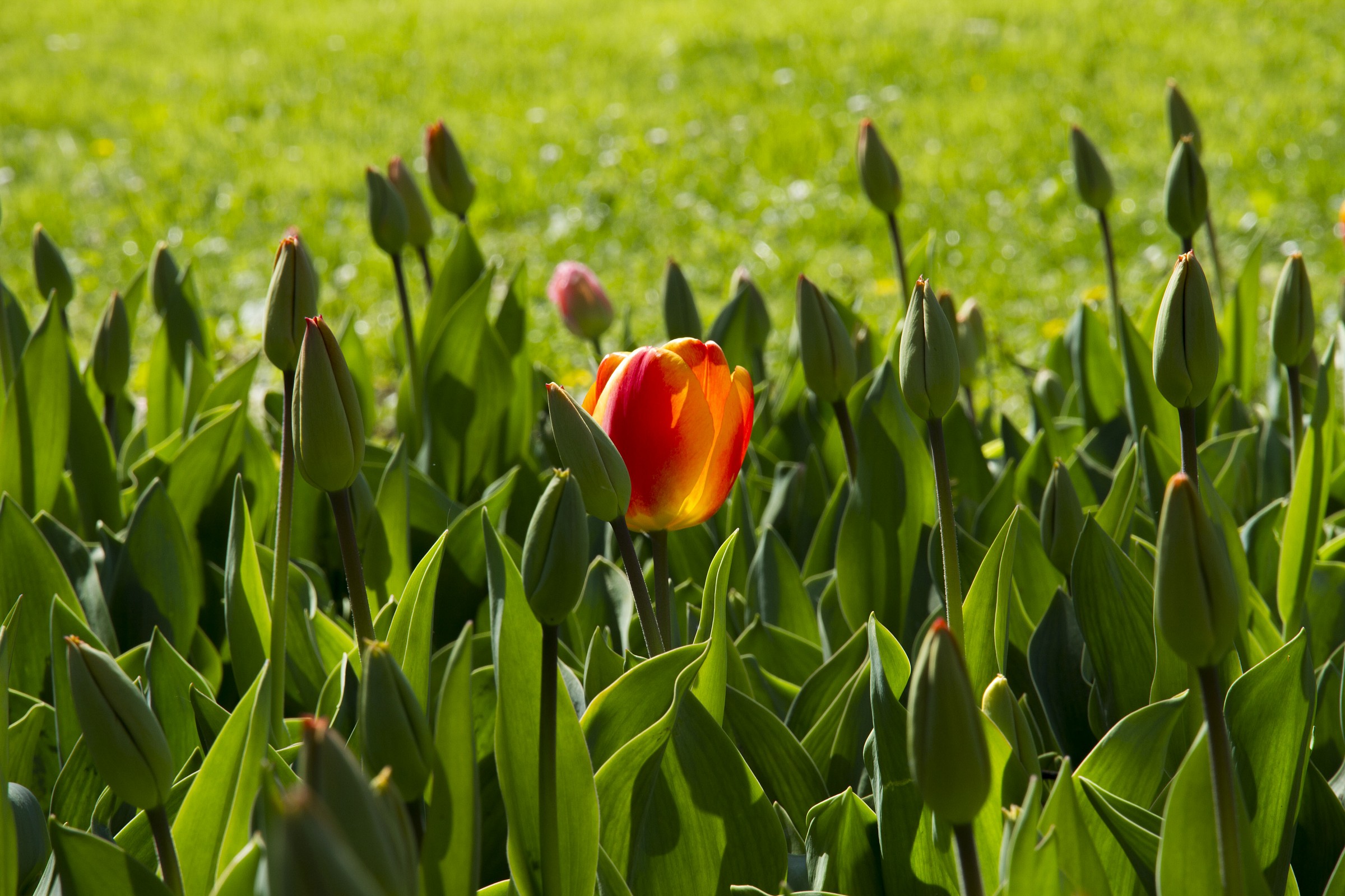Tulipano rosso...