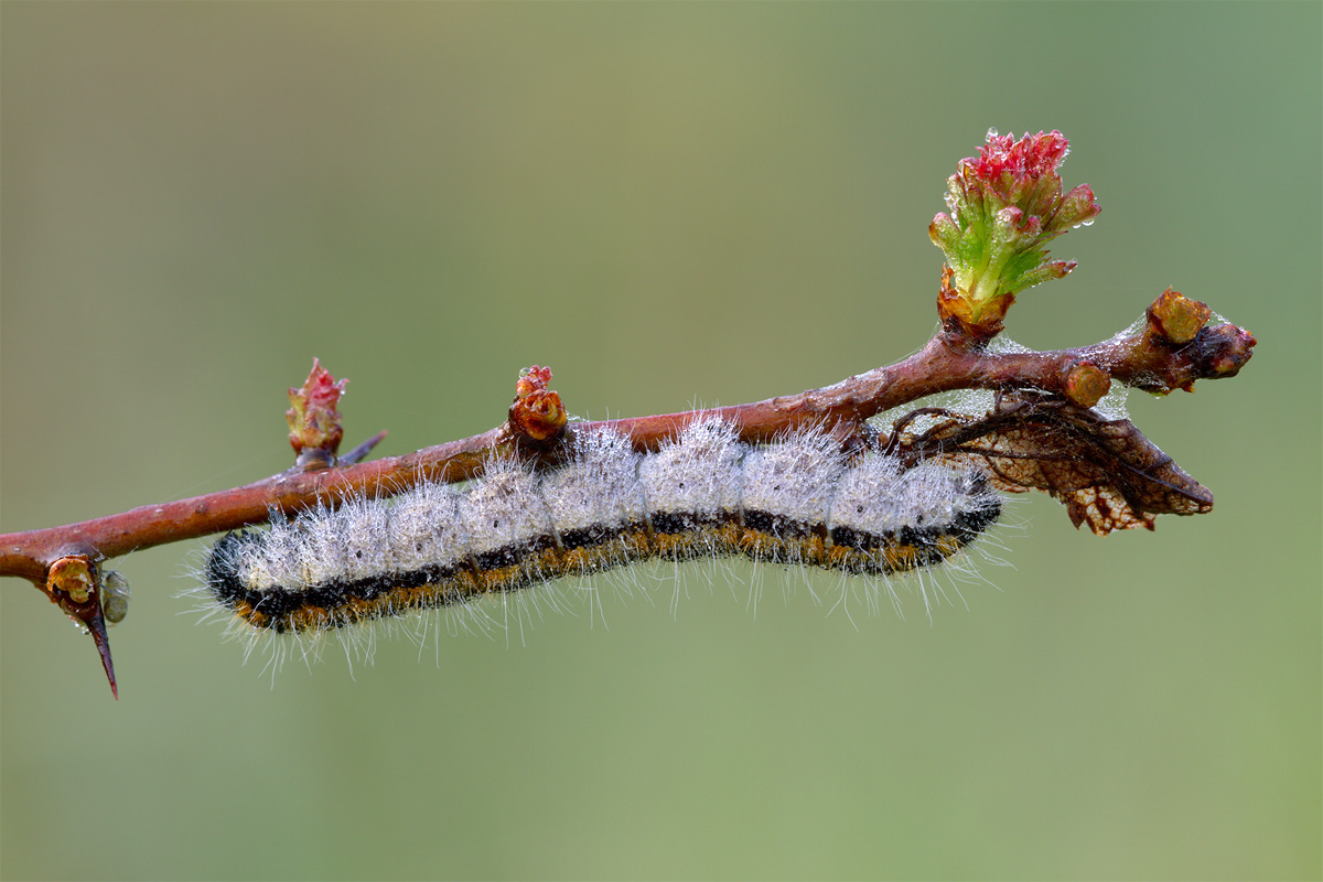 Caterpillar Aporia crataegi...