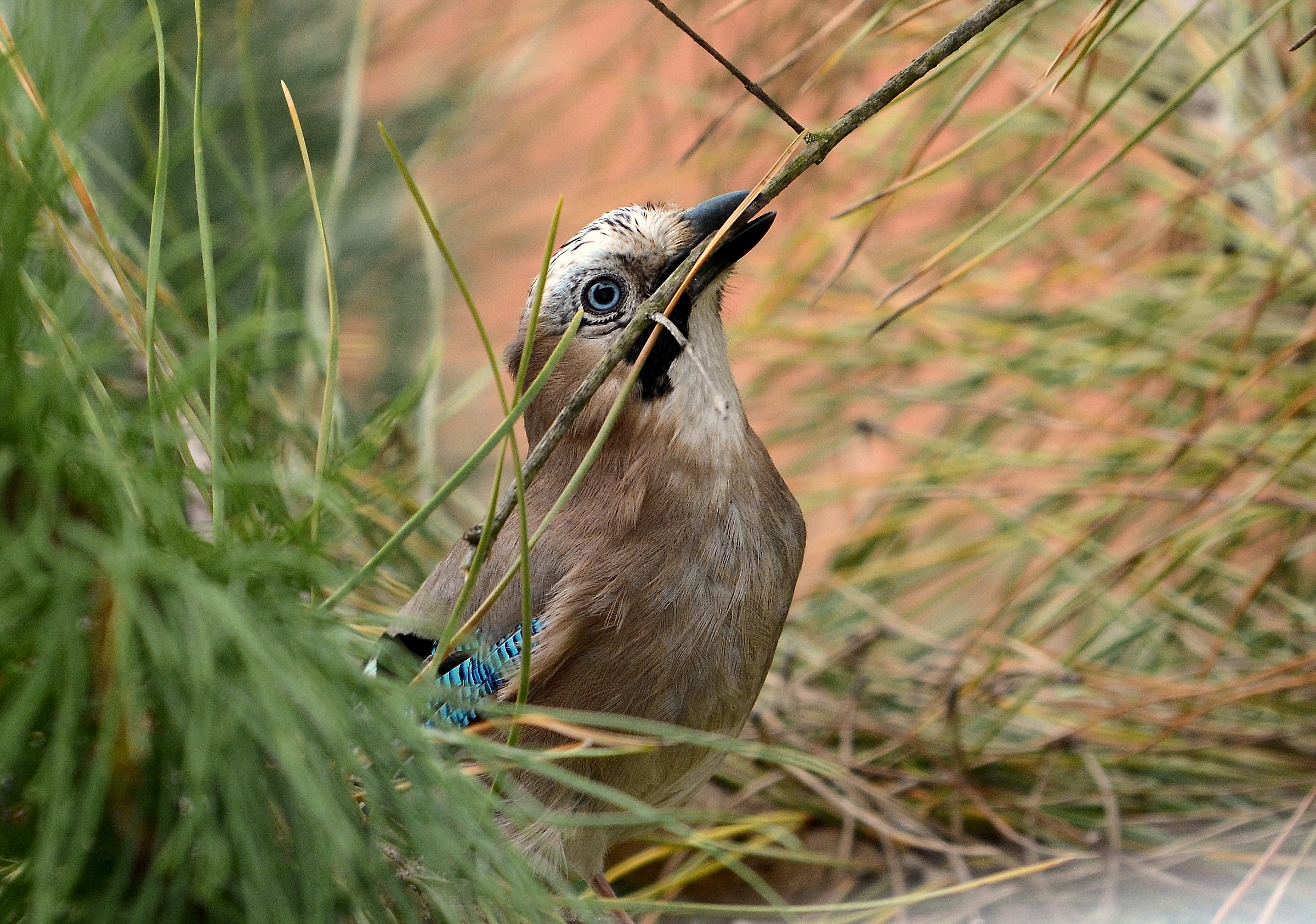 Jay intent to nest...