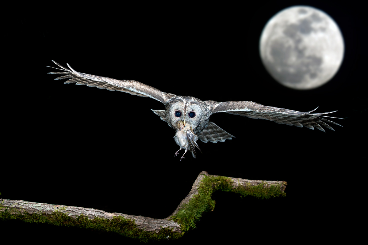 the owl and the moon...