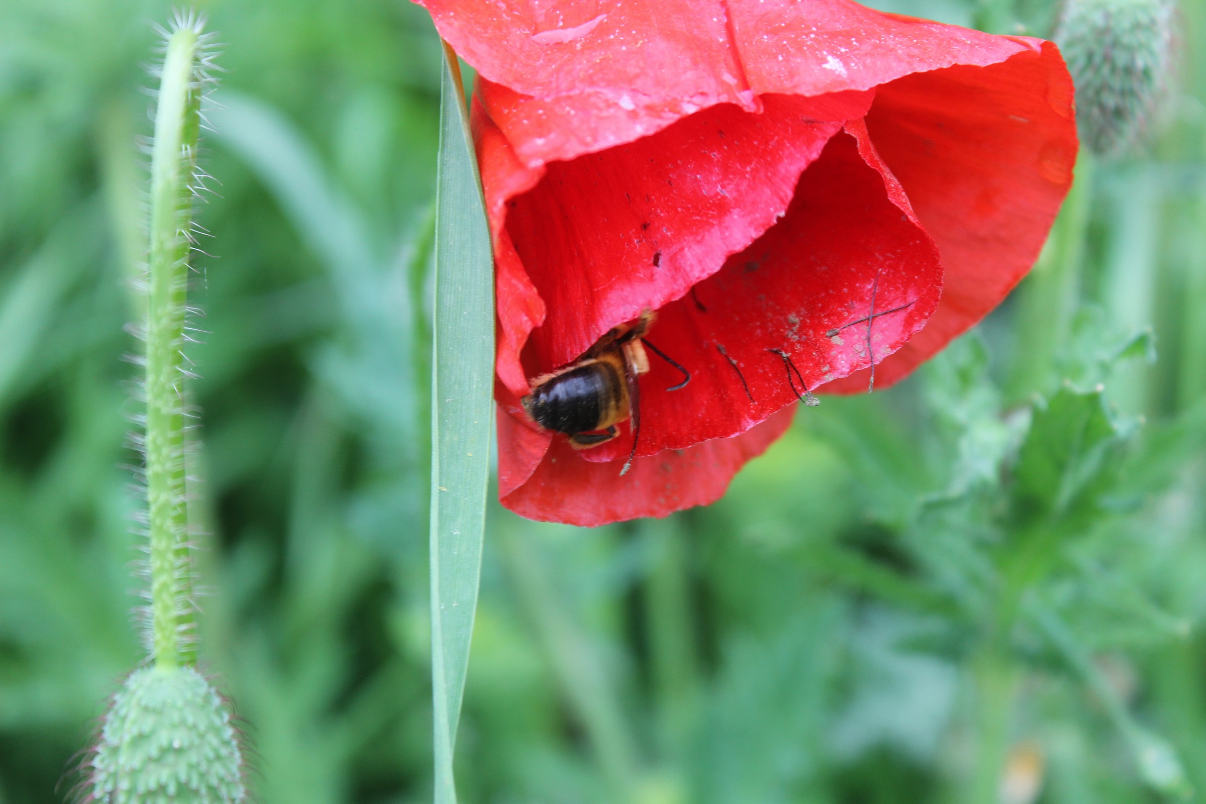Impollinazione...
