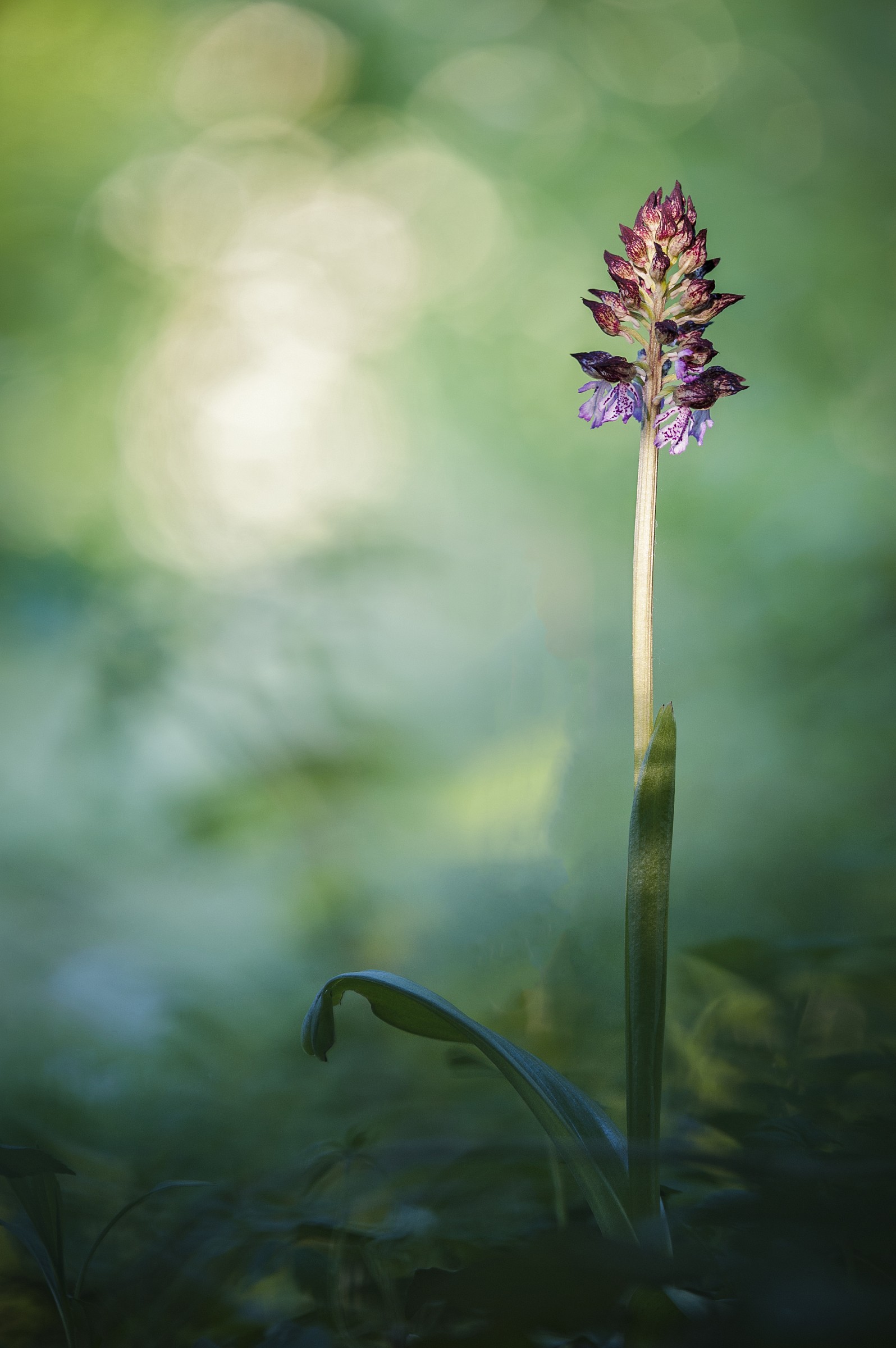 Orchis Purpurea...