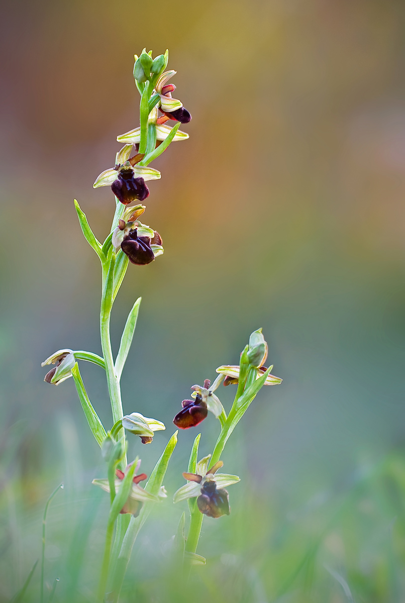 Ophrys sphegodes Mill...