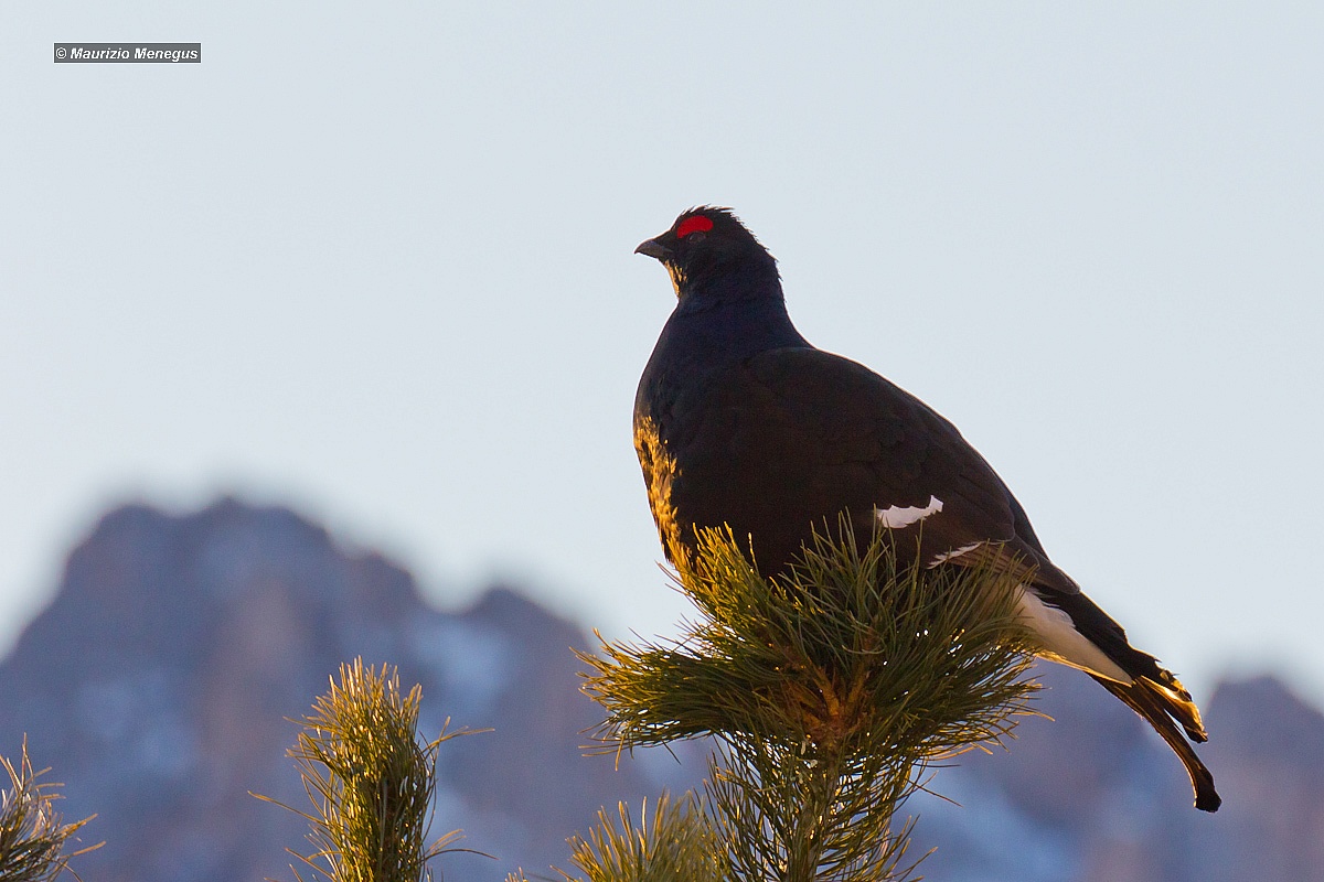 Grouse on pine...