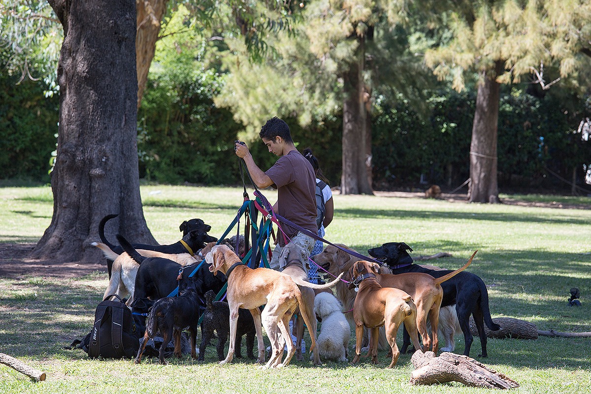 the dog sitter...