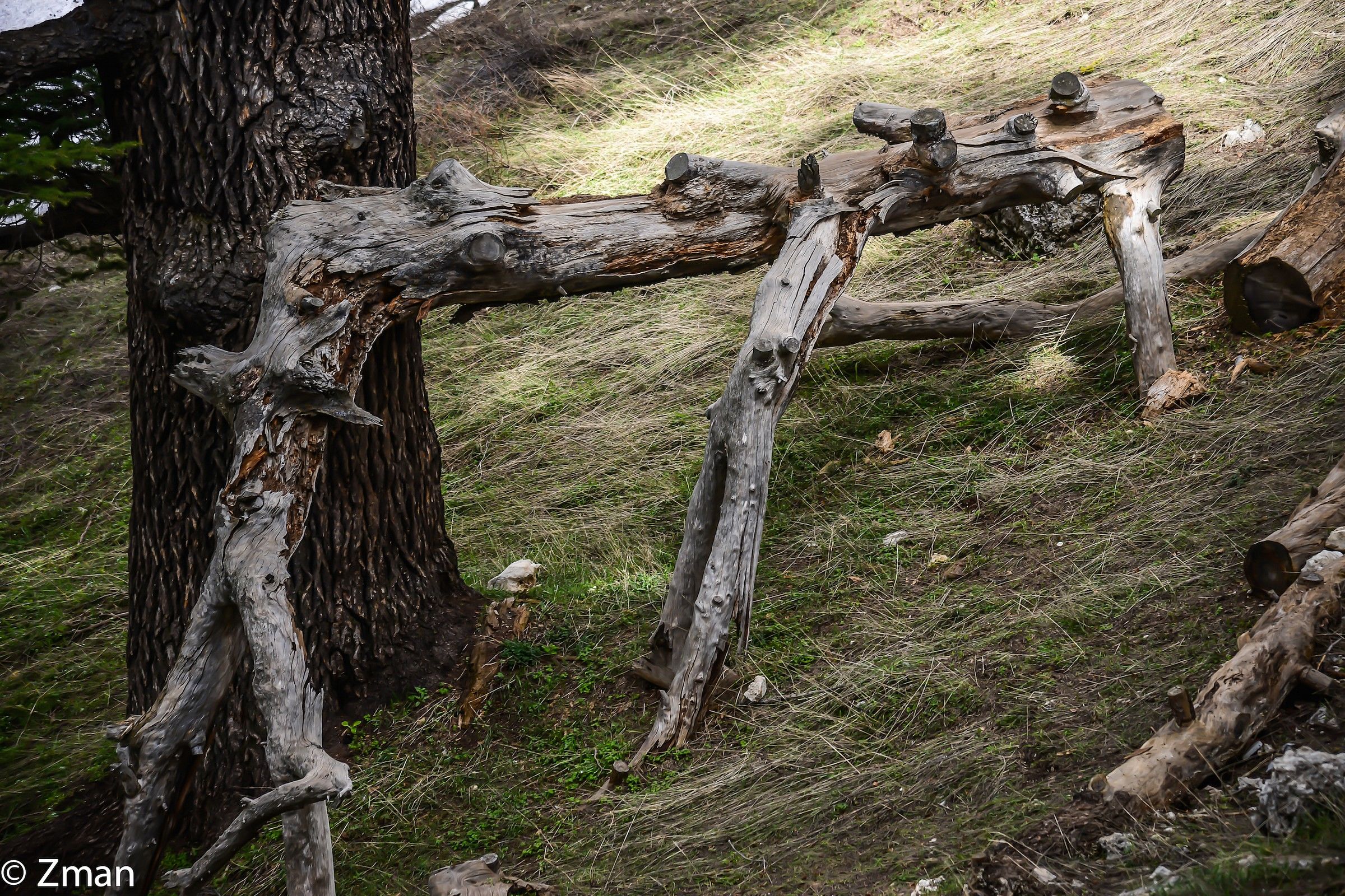The Majestic Cedars Of Lebanon...